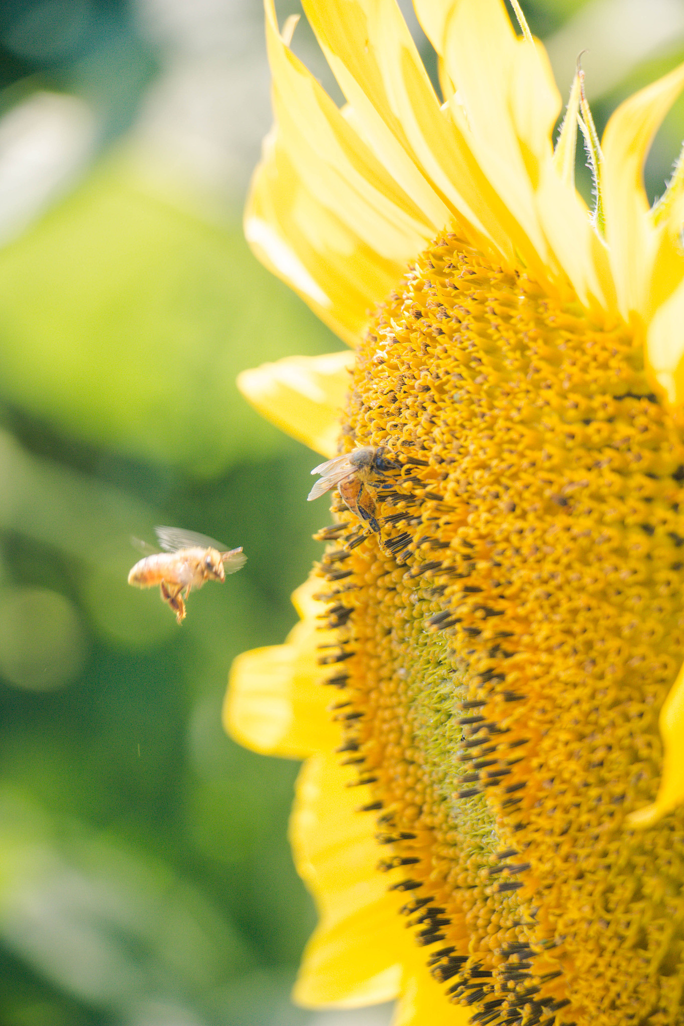 用德勒兹的哲学术语来取花名
