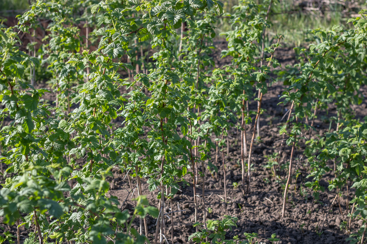 印庹哪里的胡椒品质好帮我用200字详细描述
