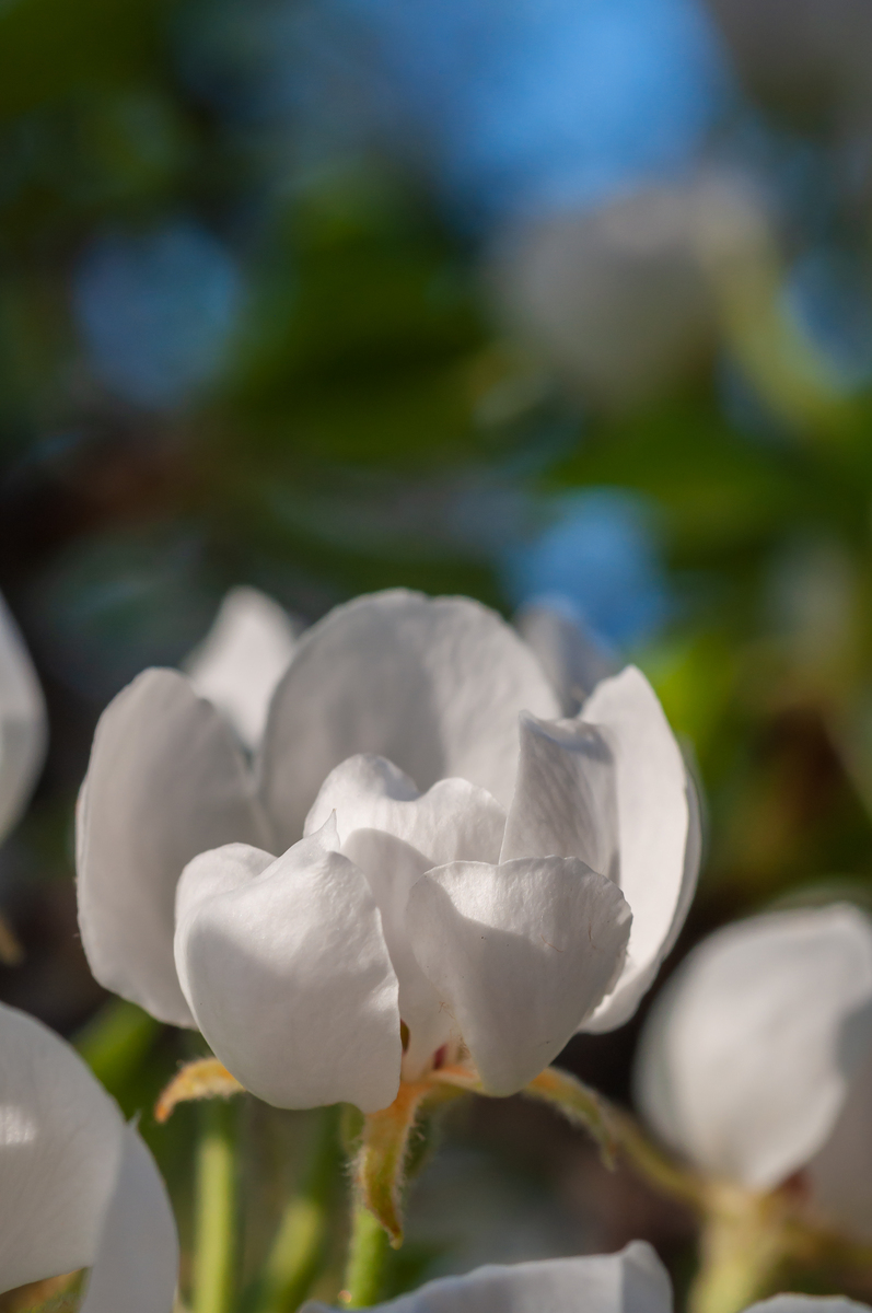 栀子花开发朋友圈