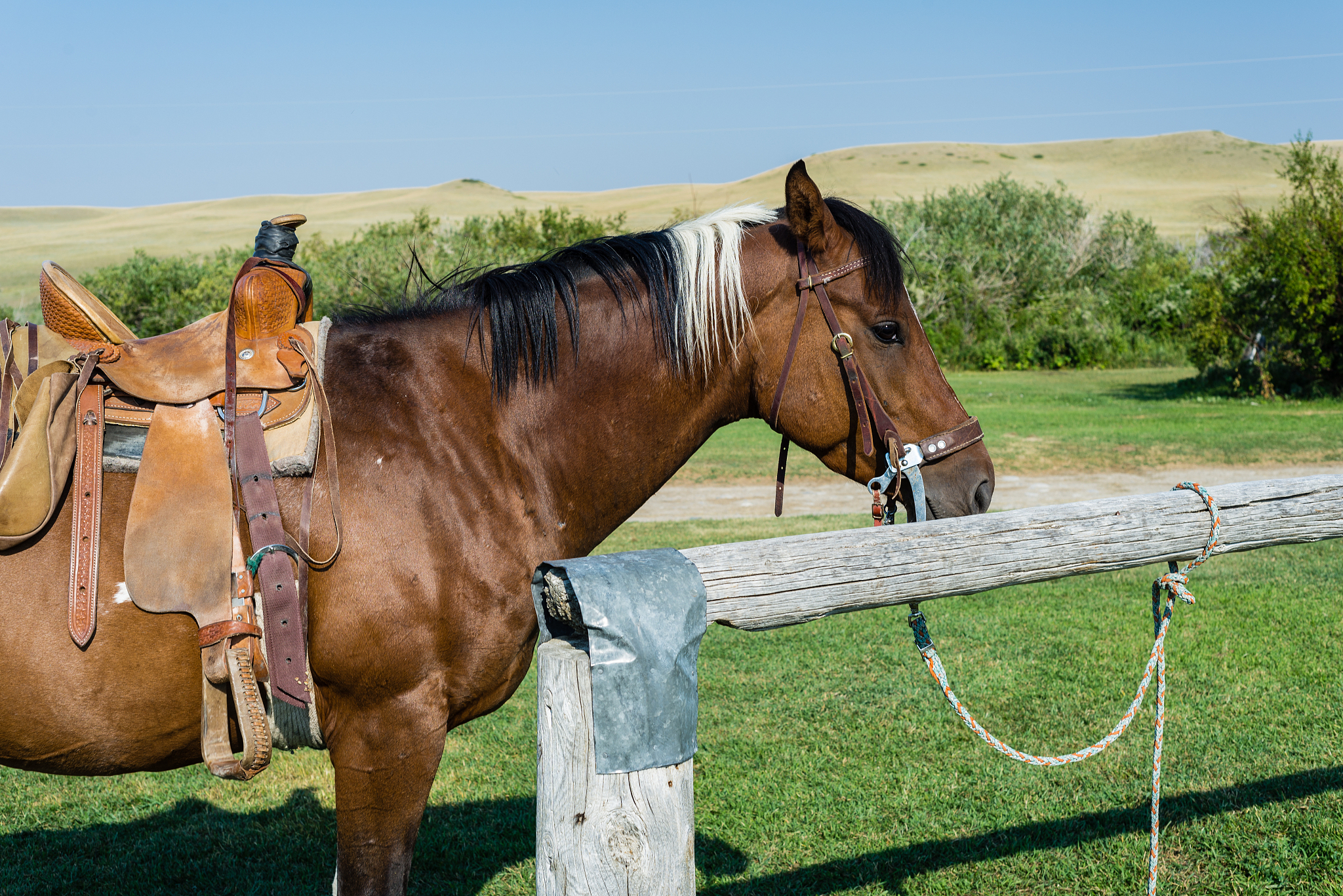profile view of horse tied to post