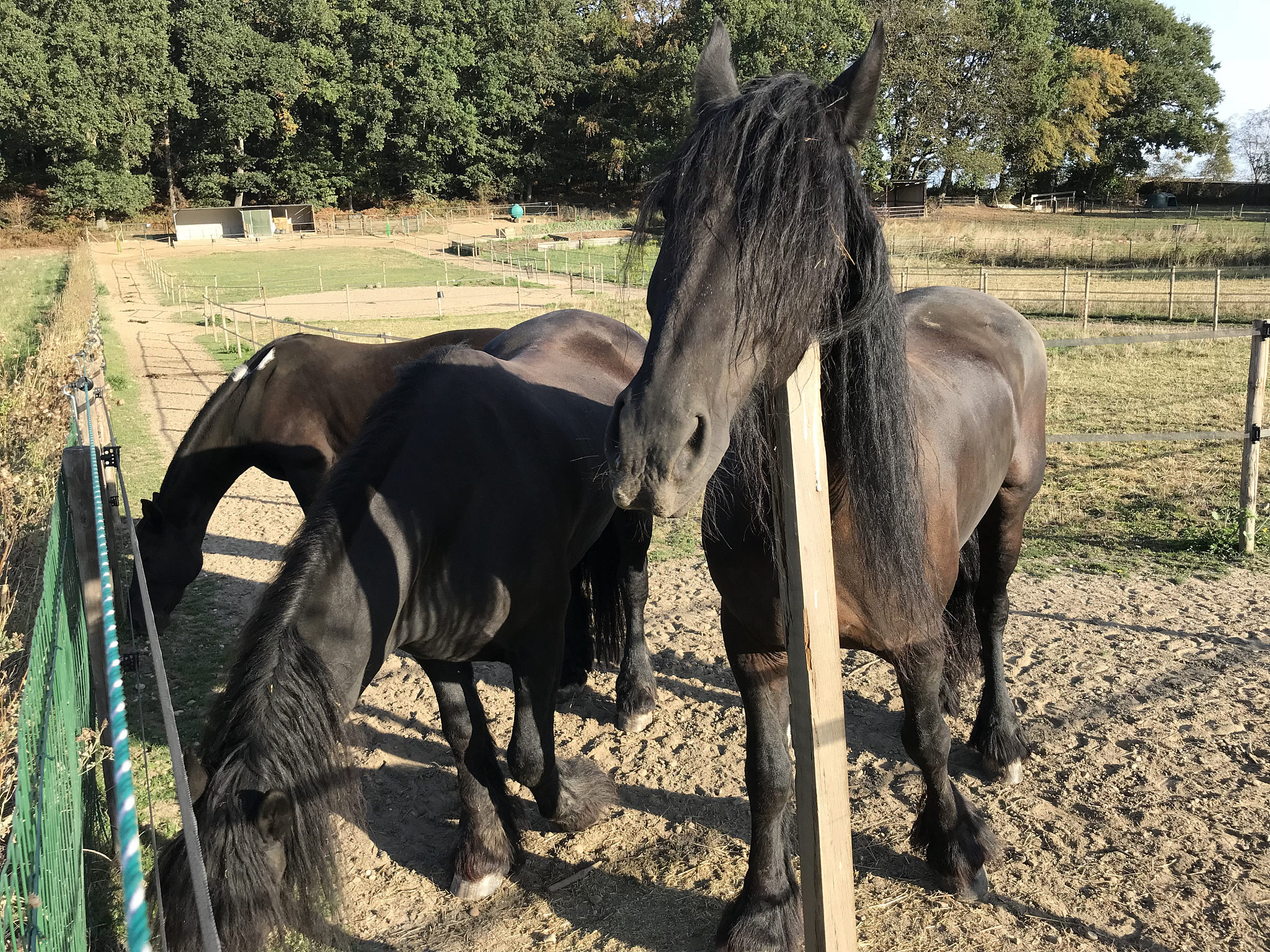 friesian horses