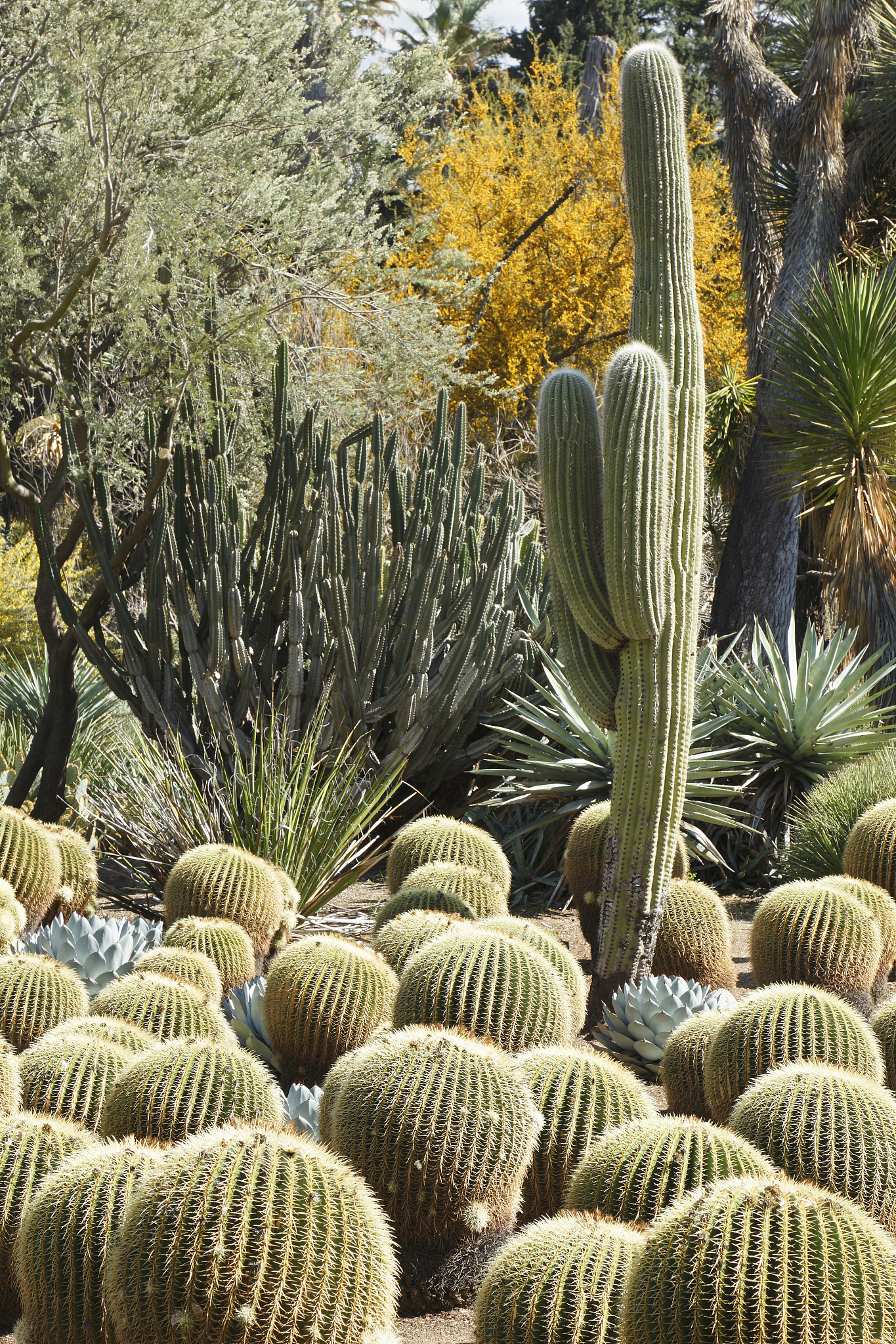 地域性韧性植物景观营造案例