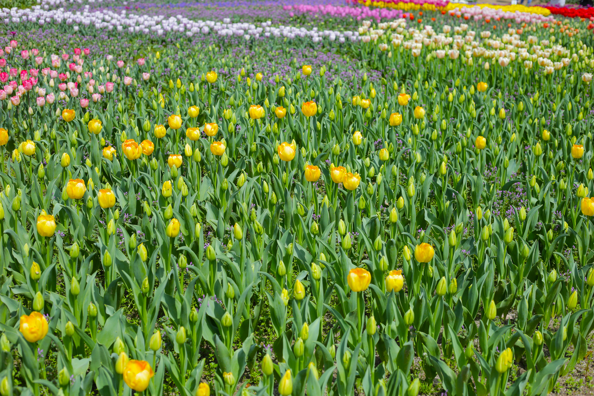 春天花朵的描写