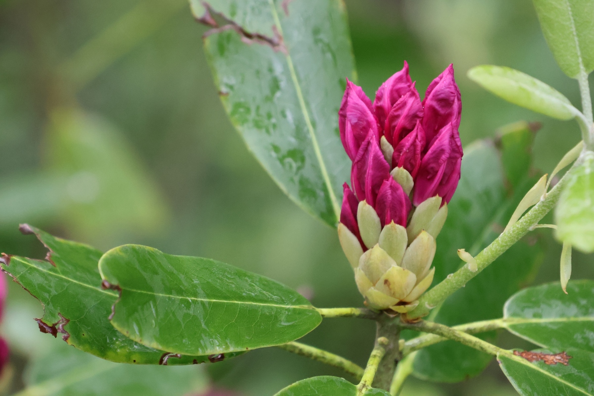 是否可以通过品种改良来改变石楠花的气味