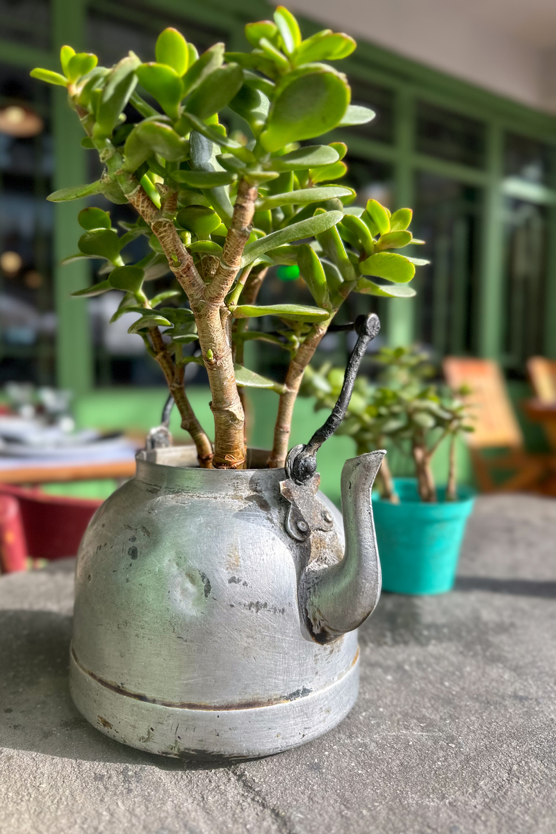 烂根的鸭掌木植物怎么急救