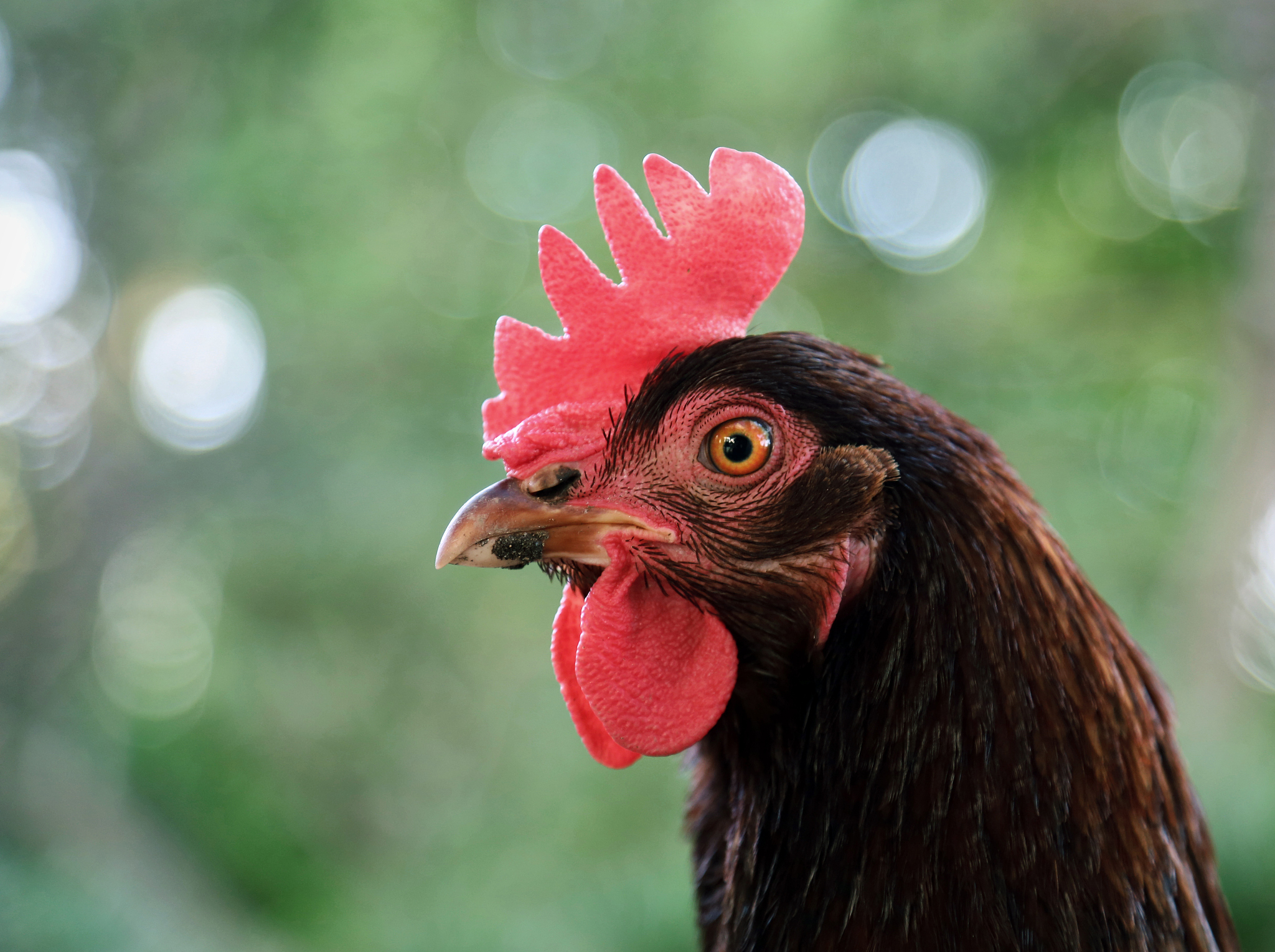 urban chicken