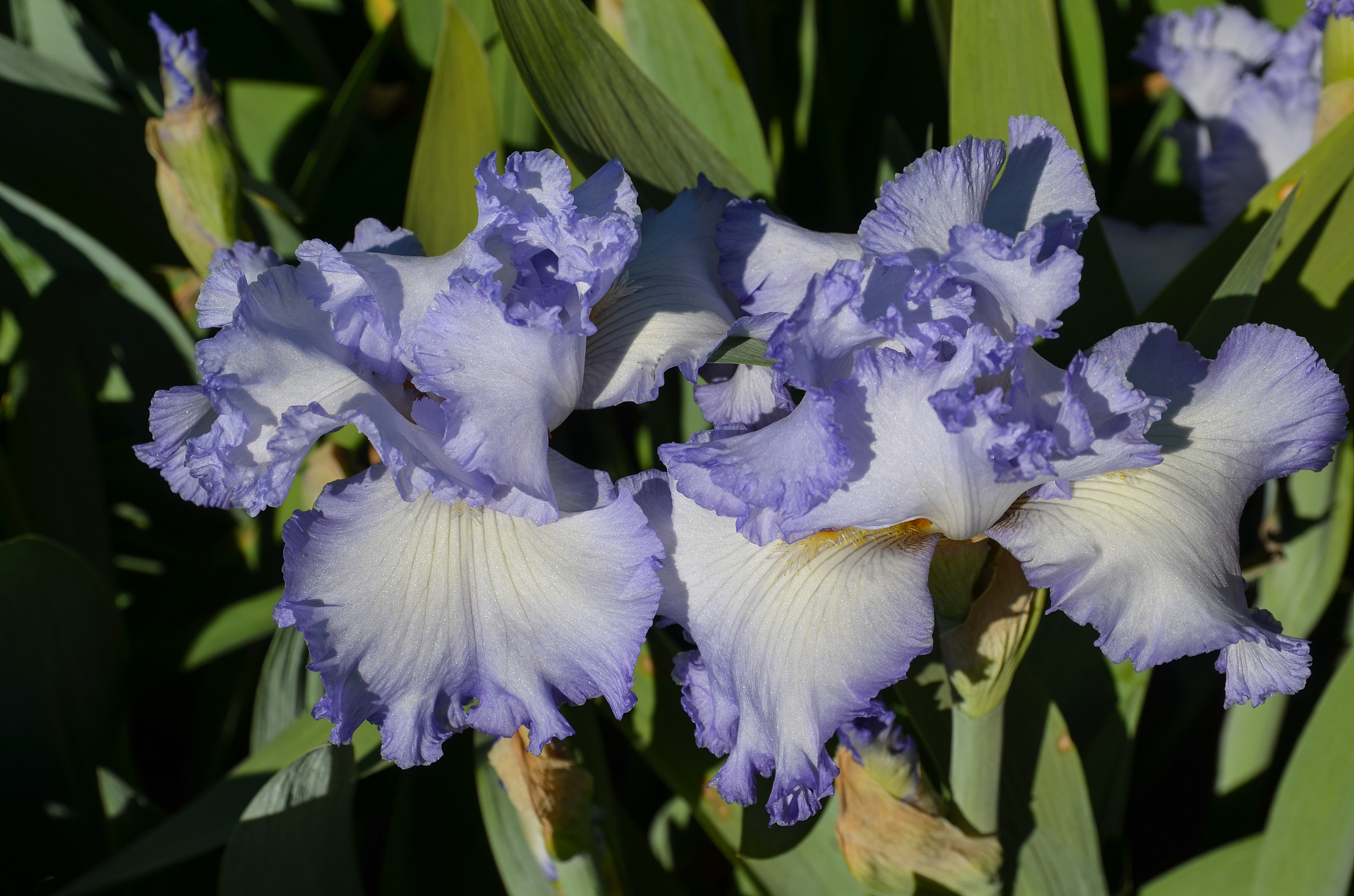 blue iris