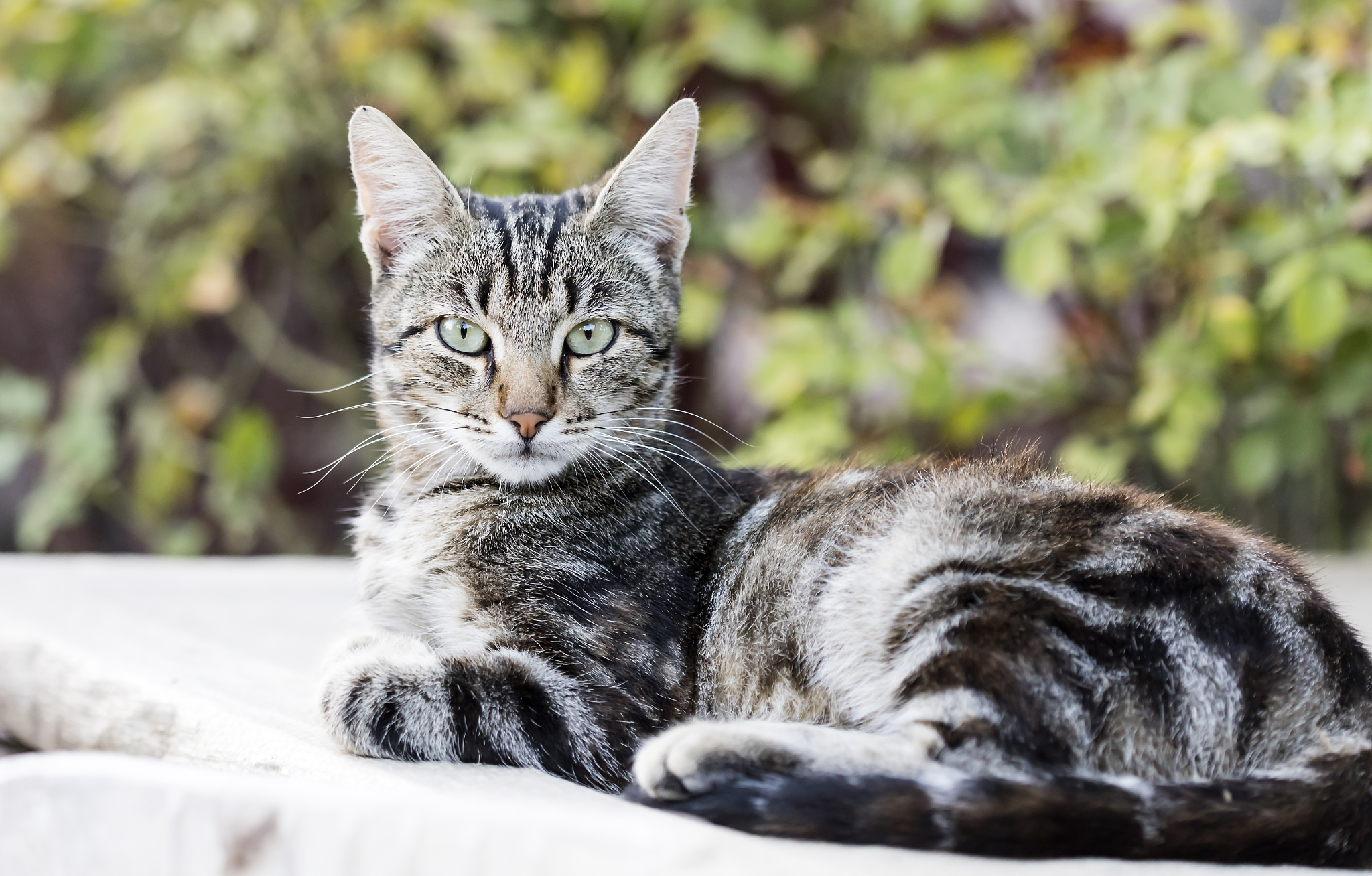 street cat