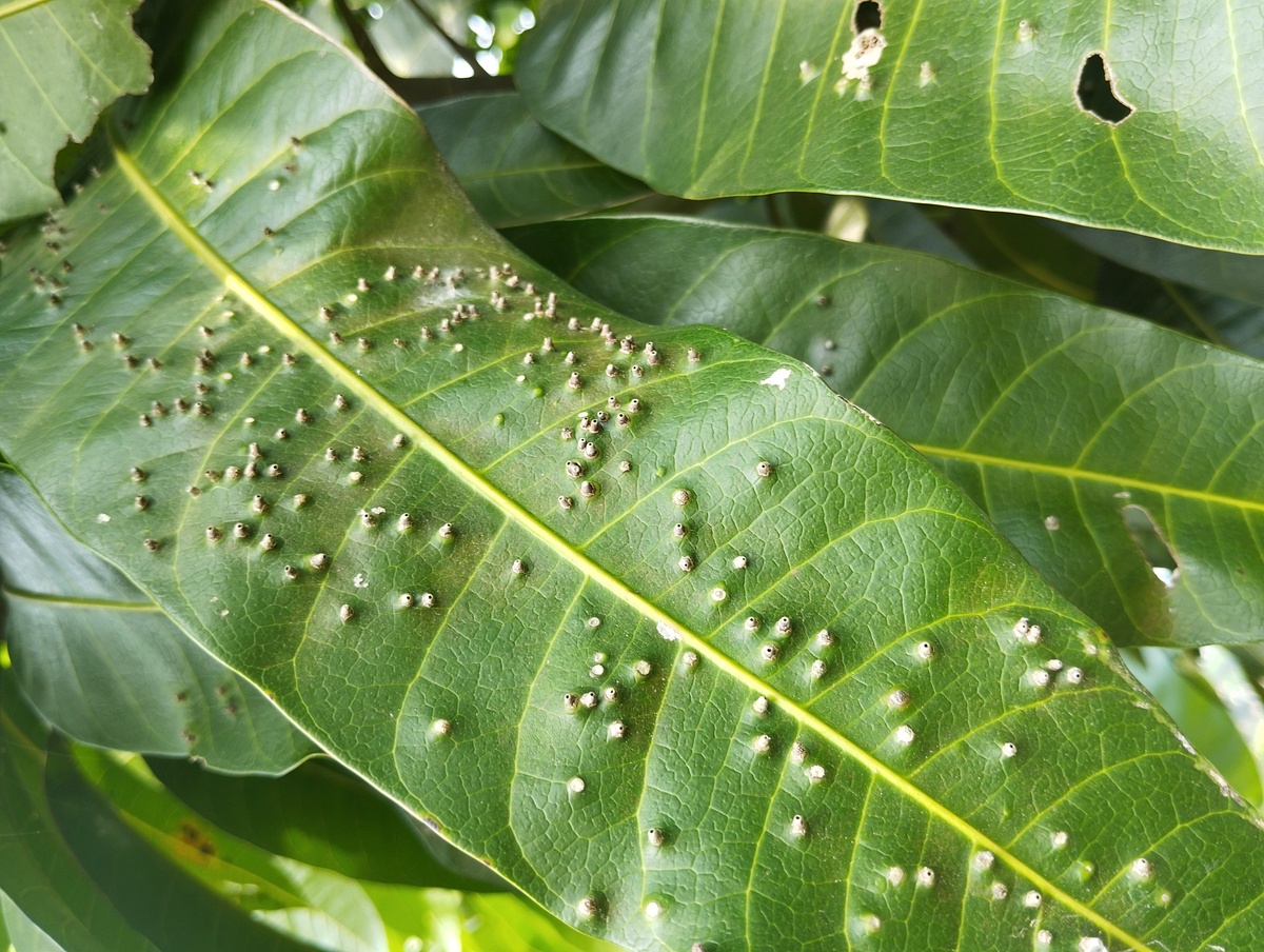芒果夏季果实病虫害防治指南：详细方法及药剂选择