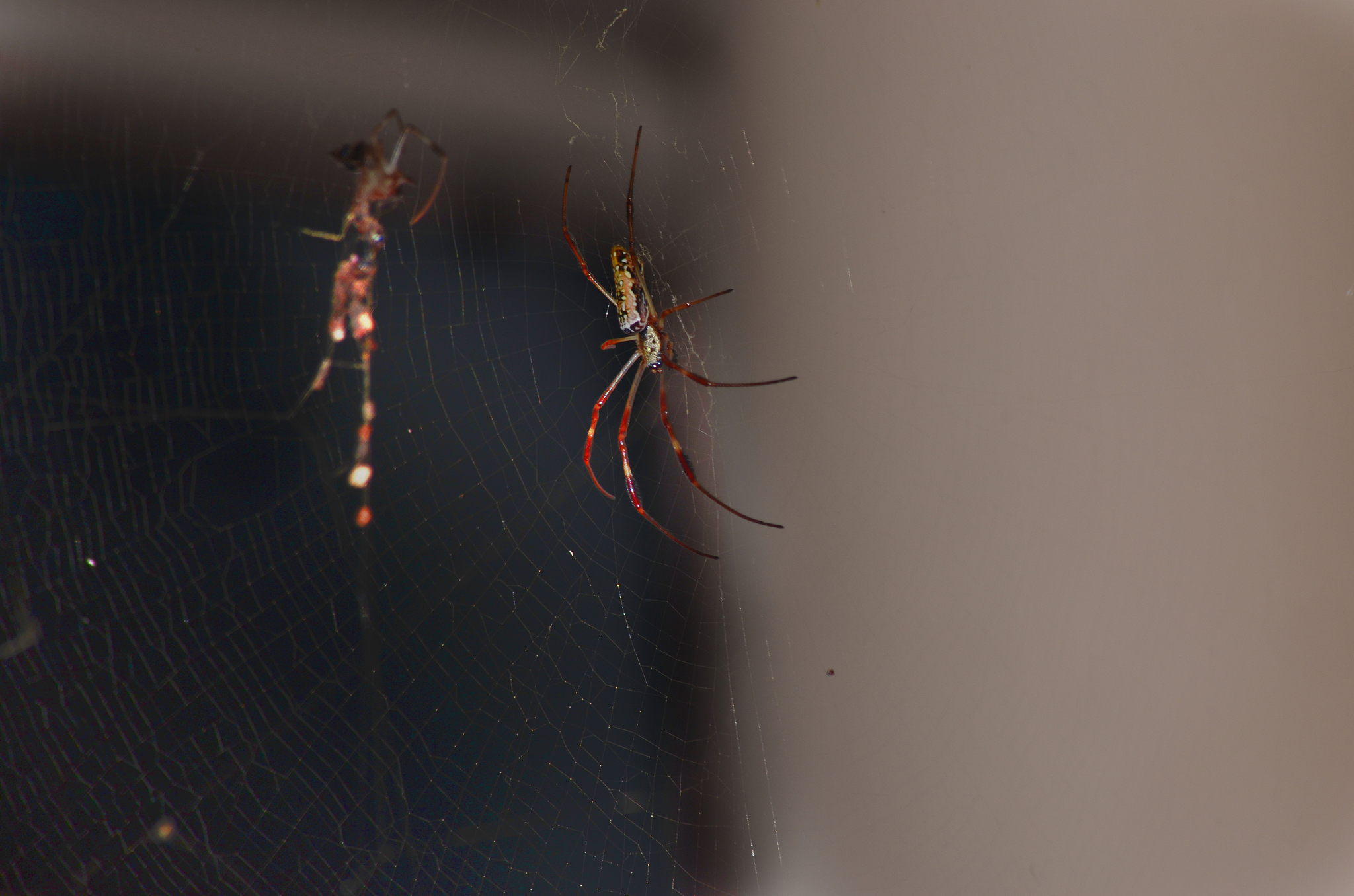 巨虫陨落：一个含义深刻的名字