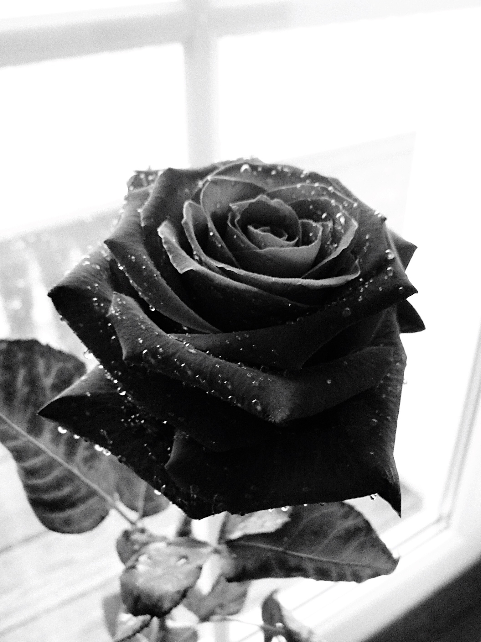 黑纱玫瑰：神秘的黑色玫瑰品种