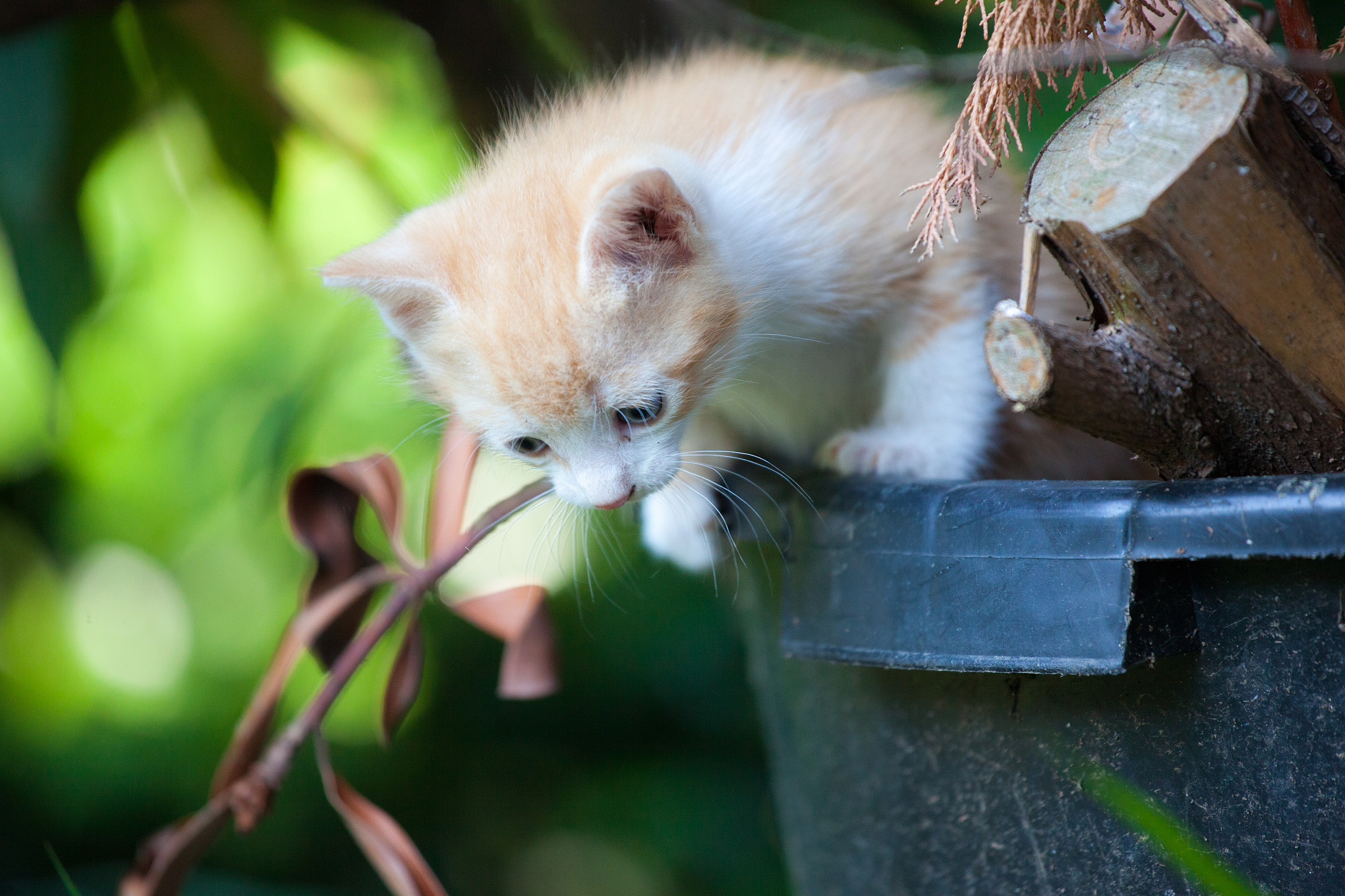 为什么鸟飞到电线杆上会被猫抓？