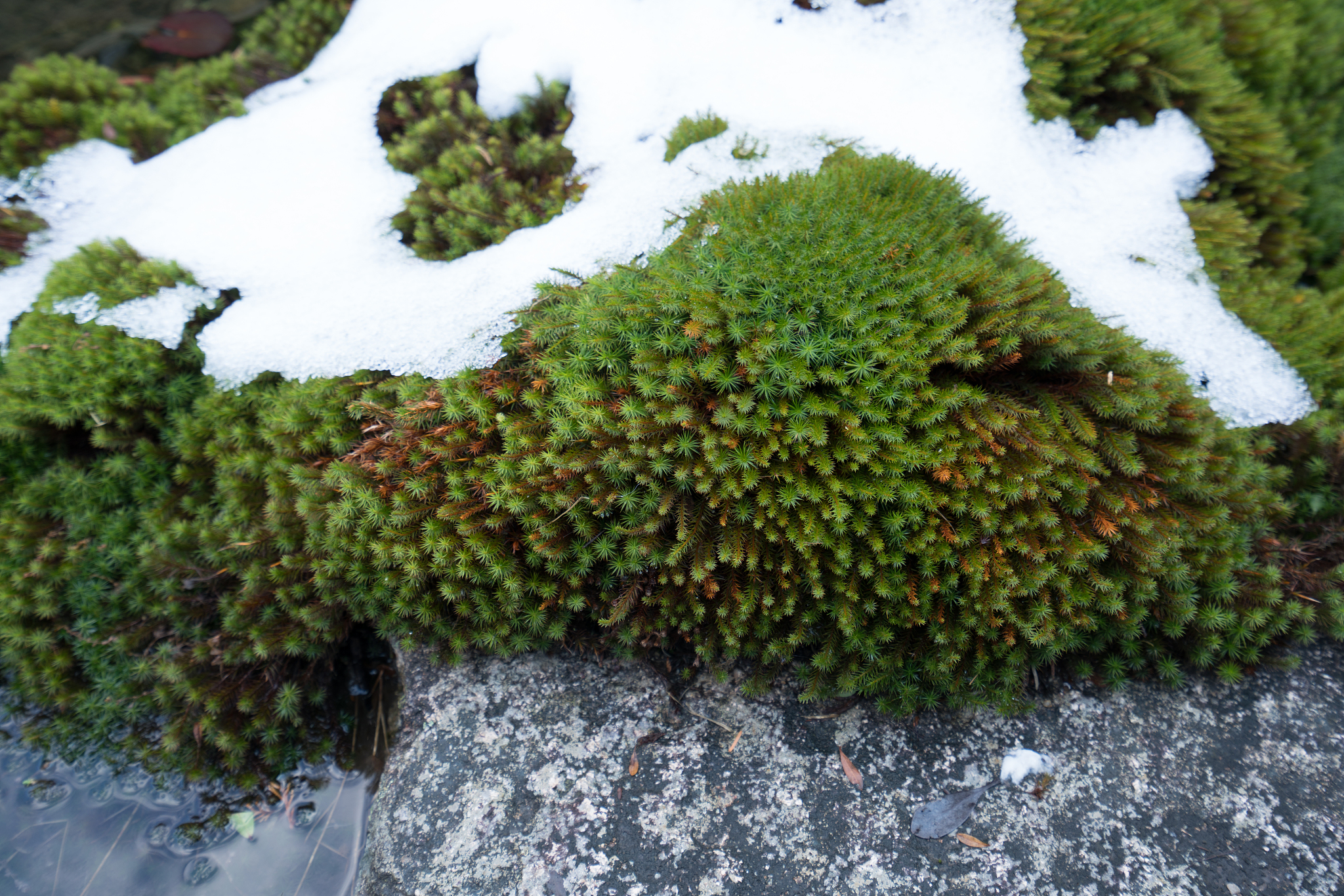 日本藓类图鉴分布数据：1500种苔藓植物分布信息