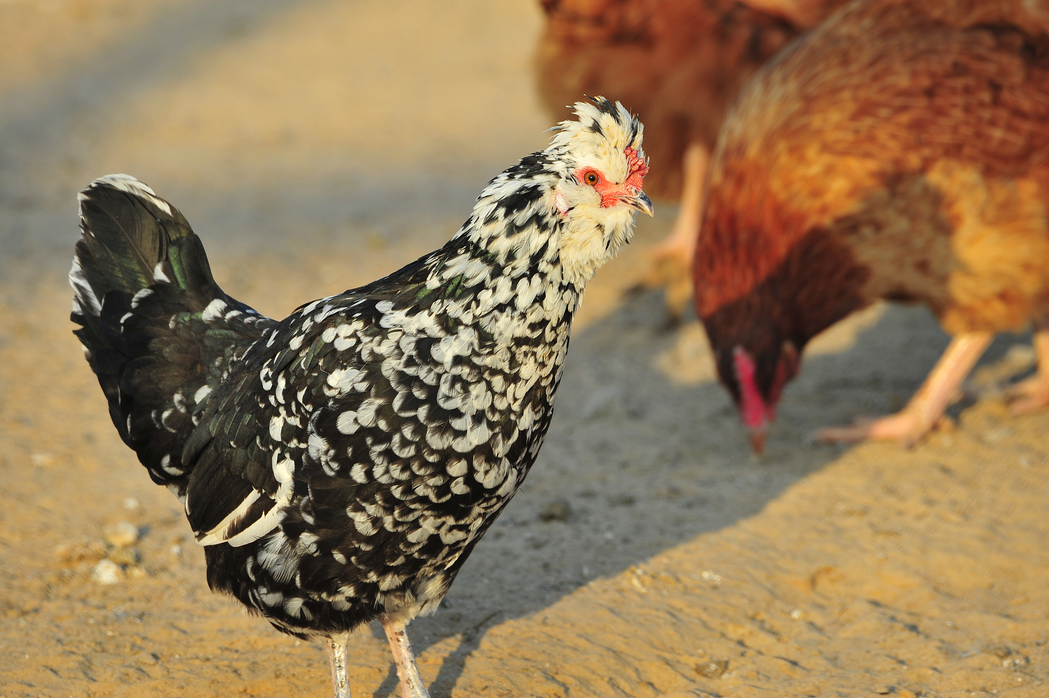chicken