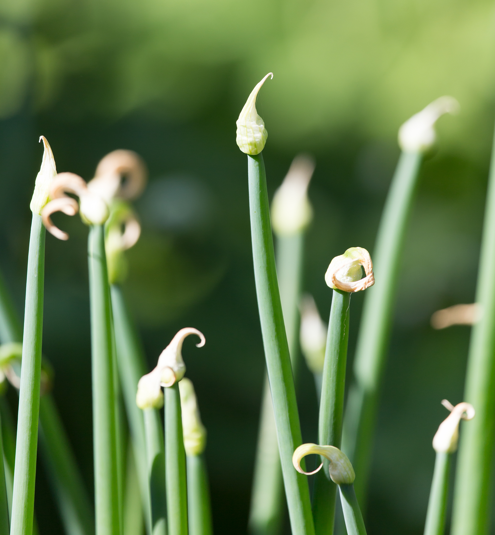 green onion flowers in nature
