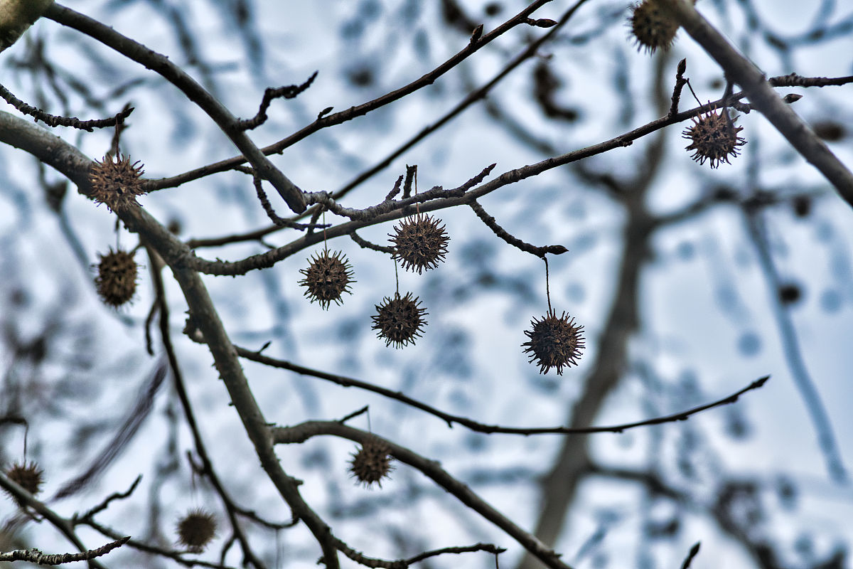 北京外国语大学日语学院线上交流活动感想：探索日本文化与职业规划