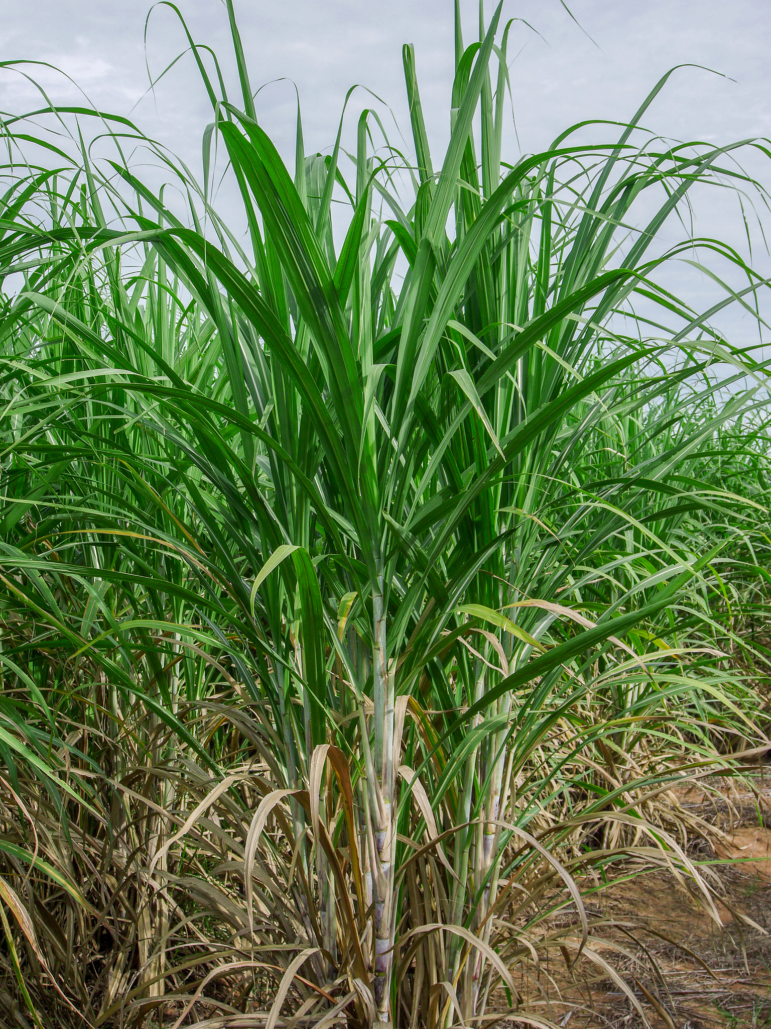 江苏南通甘蔗案老人应该起诉谁