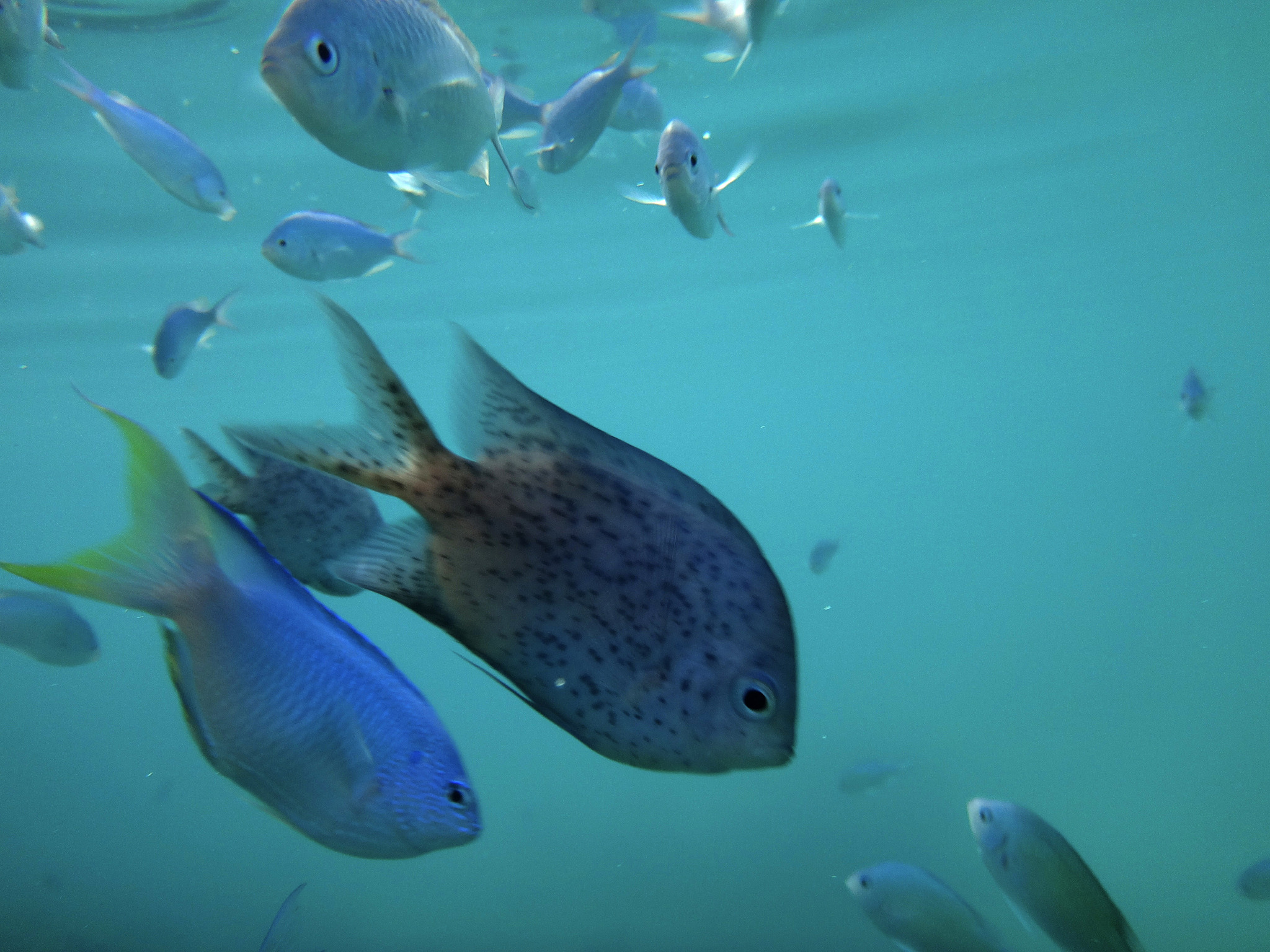 sealife of port vila harbor, efate, vanuatu