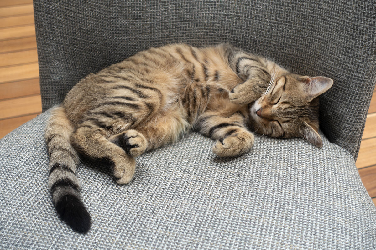 猫咪睡眠的文章