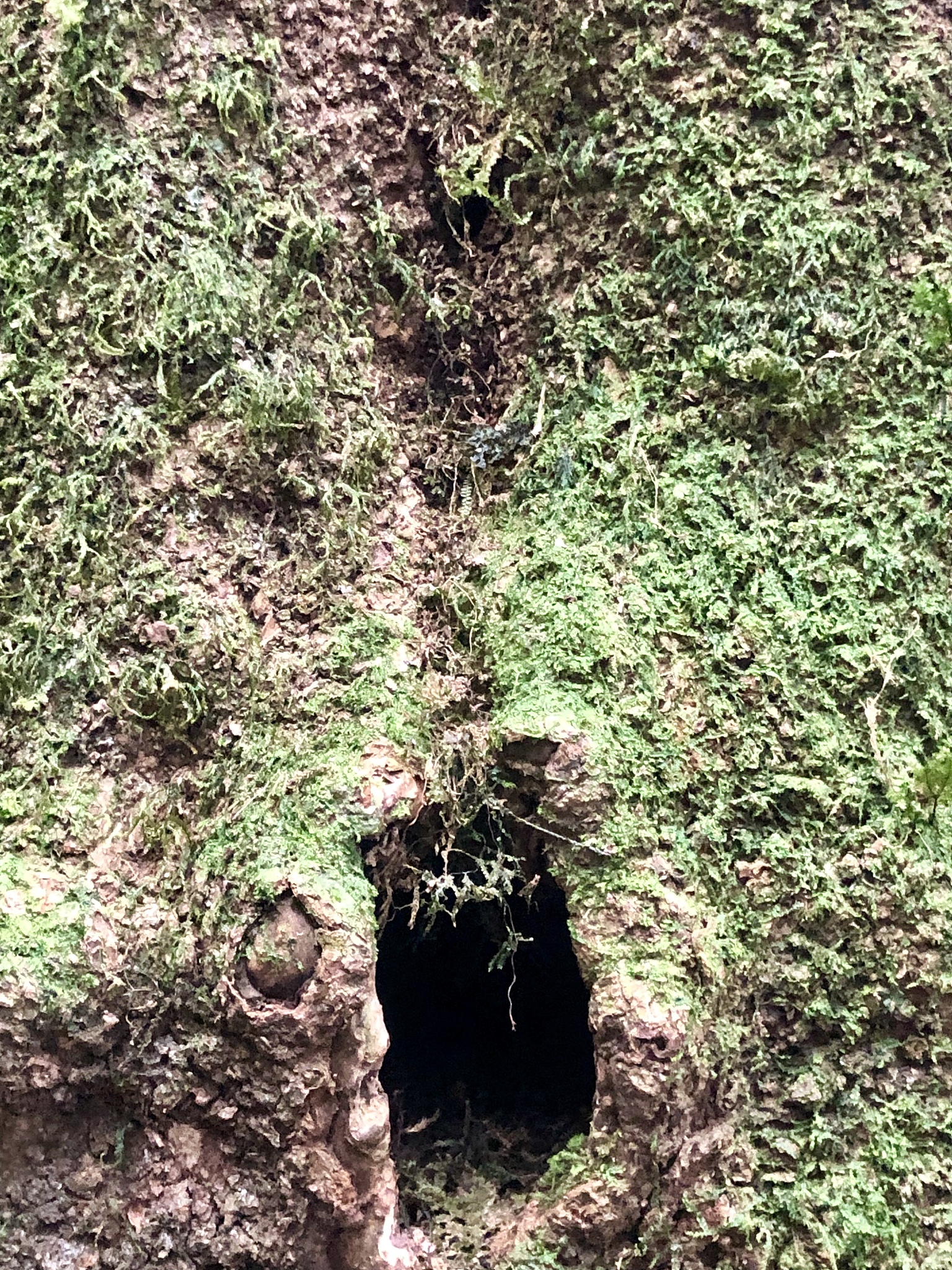 植物分类与进化：低等植物、高等植物及主要区别