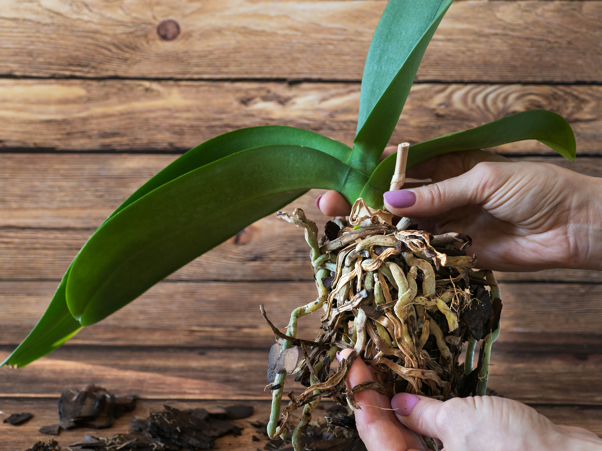 damaged orchid roots. diseased roots of plants.