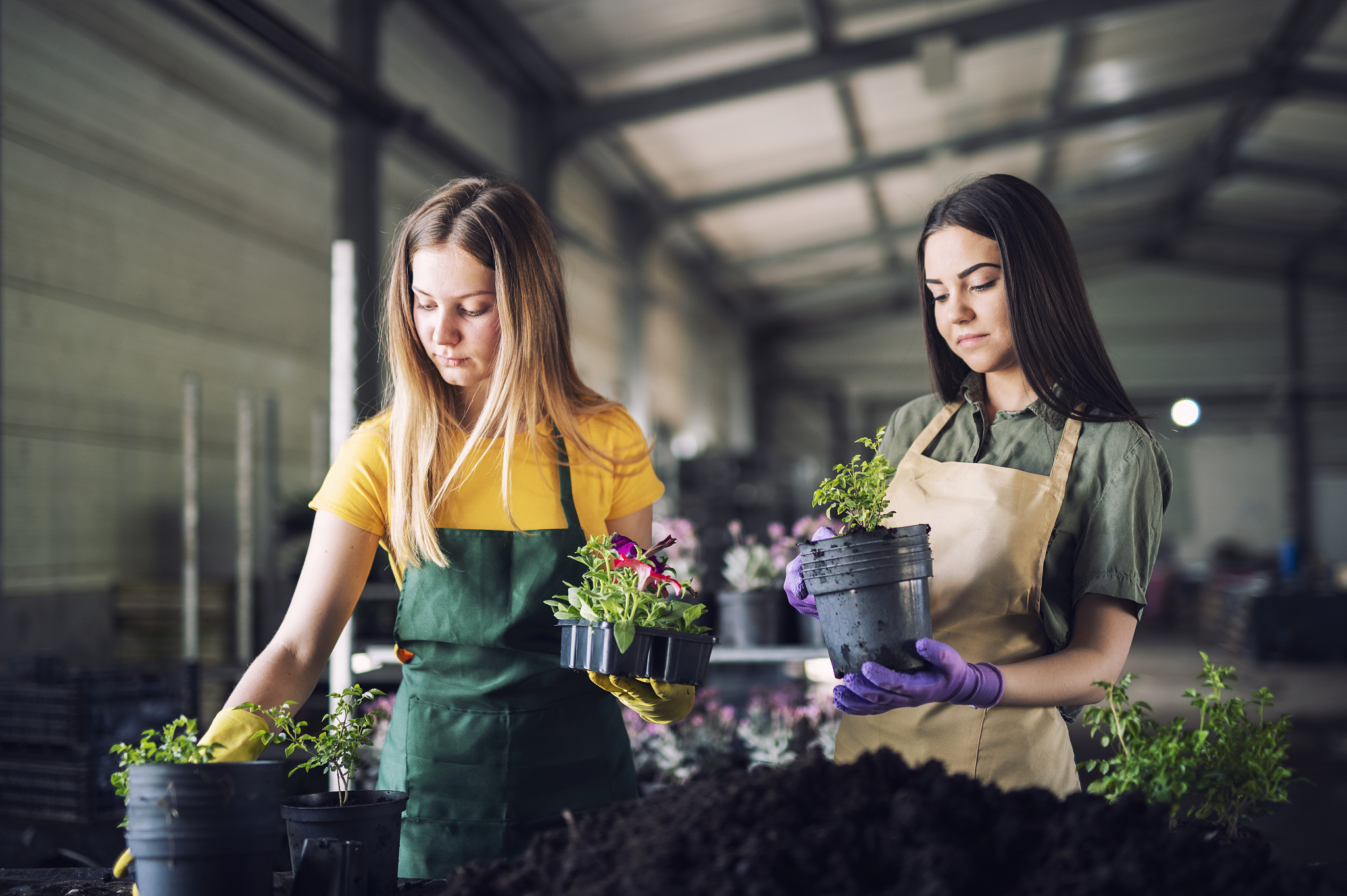 young women planting flowers in greenhouse.