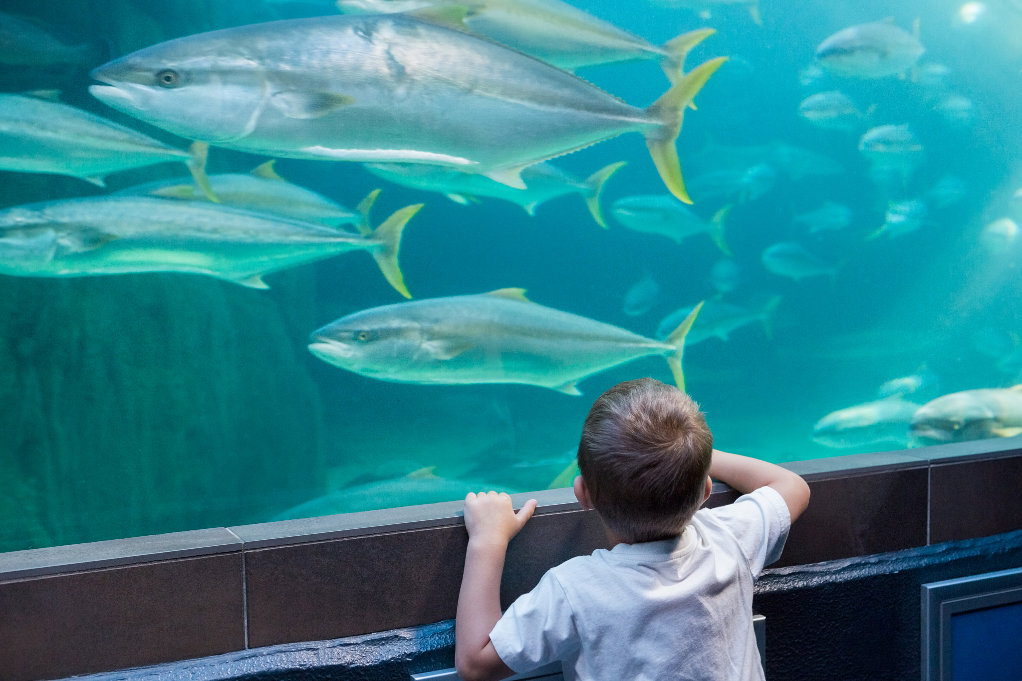 little boy looking at fish tank