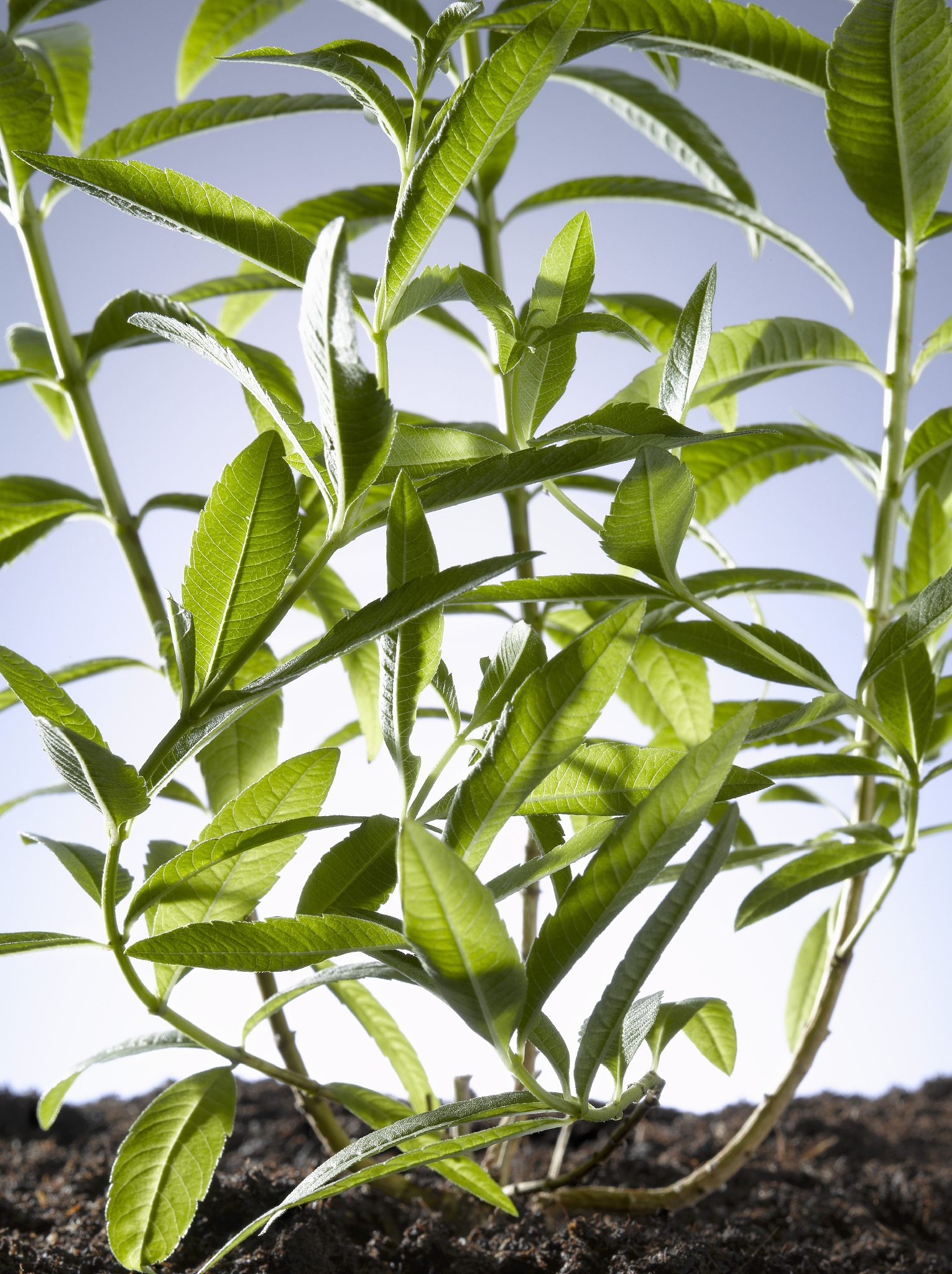 柠檬种植户刘灿龙急需资金周转，寻求兄弟帮助