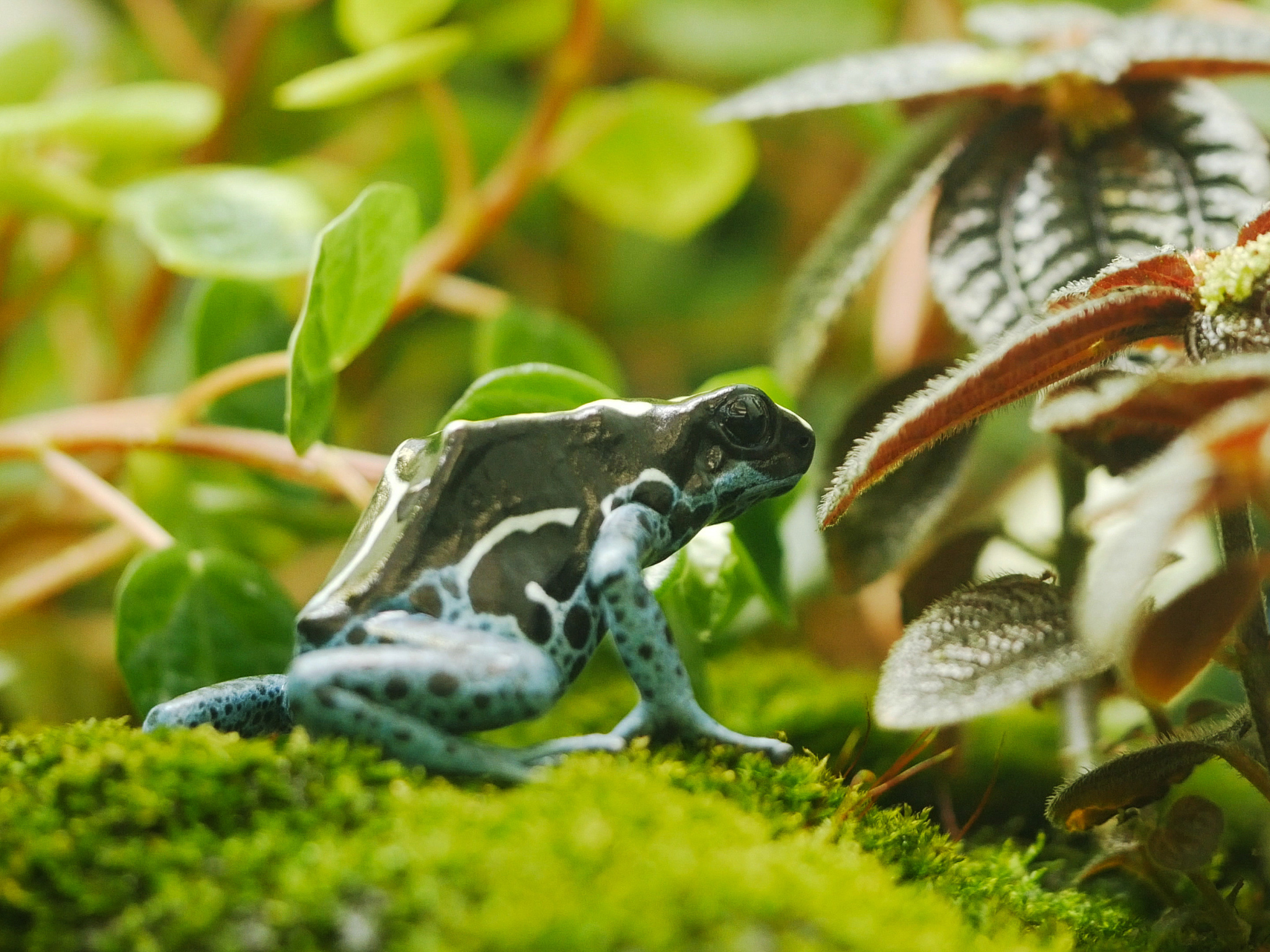 a dyeing poison frog turns away from the camera