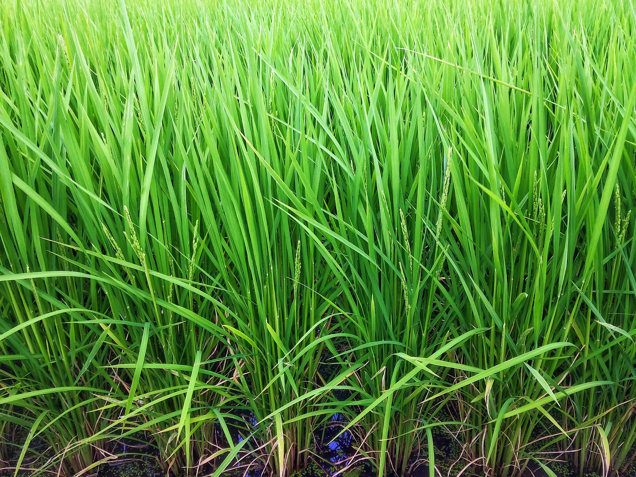 到今天五点多已撒施有36小时没有发现稻苗有异常还是正常长的如果受肥害几天能看出来