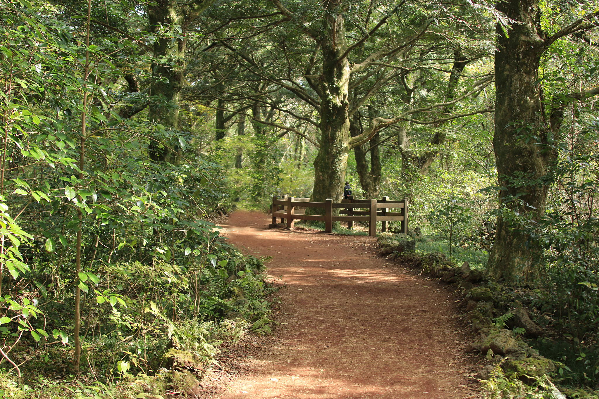 visa forest, forest, promenade, pitonchid,