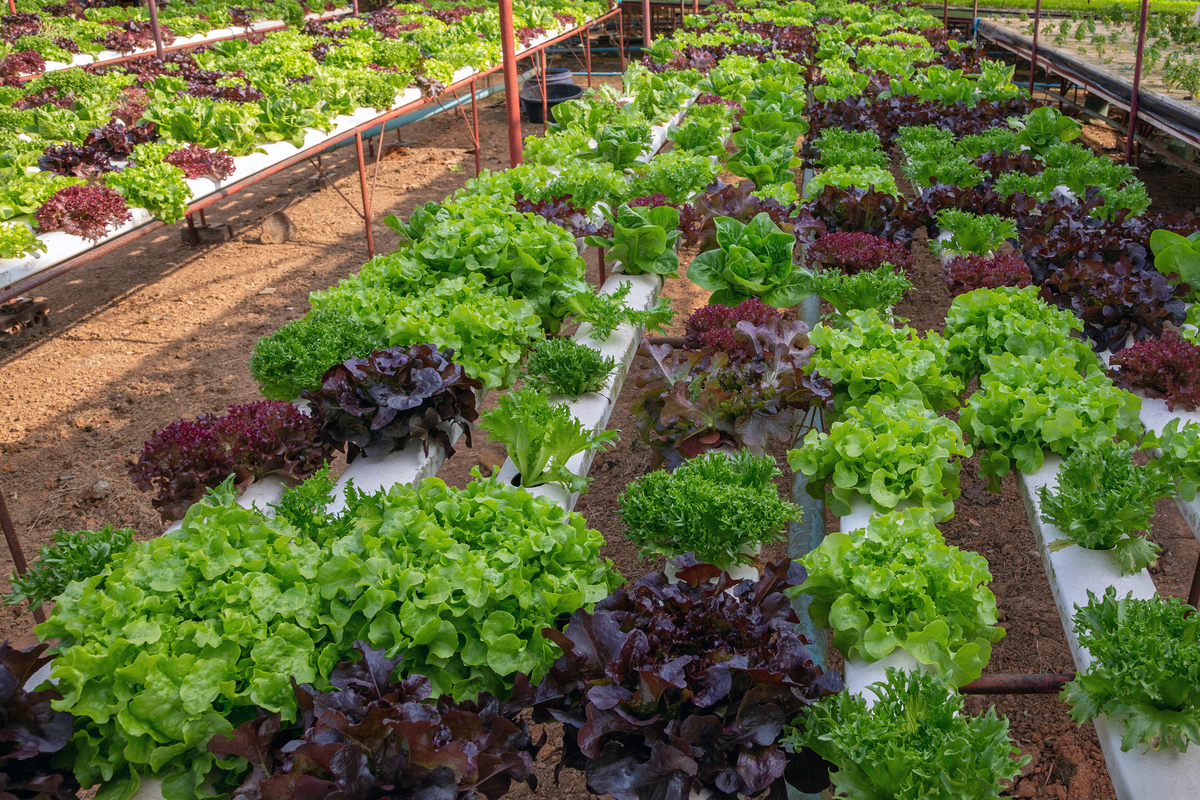 Introduction to Tropical Shade Vegetable Greenhouse English VersionCanopy vegetable planting project introductionWhat is the Canopy vegetable plantingCanopy vegetable planting is the vegetable plantin