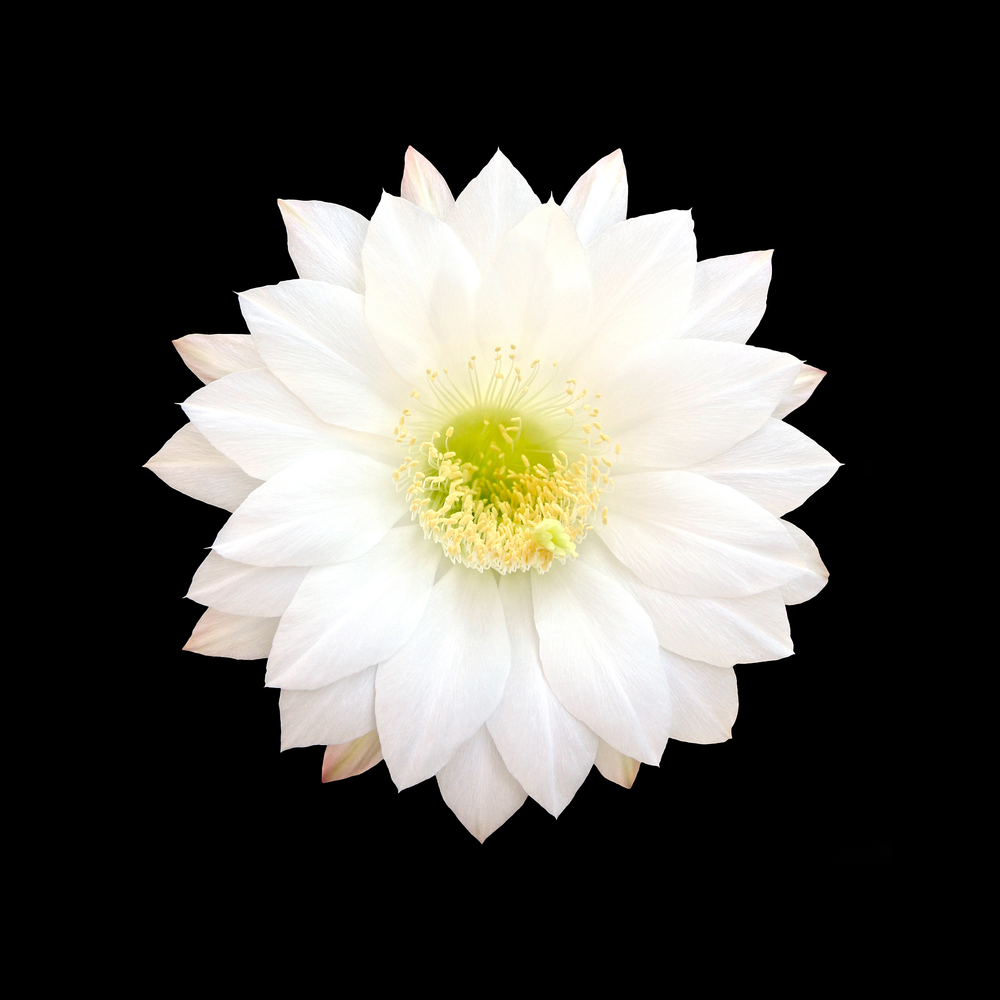 气候变化对植物物候的影响：霜冻日期与开花日期的差异