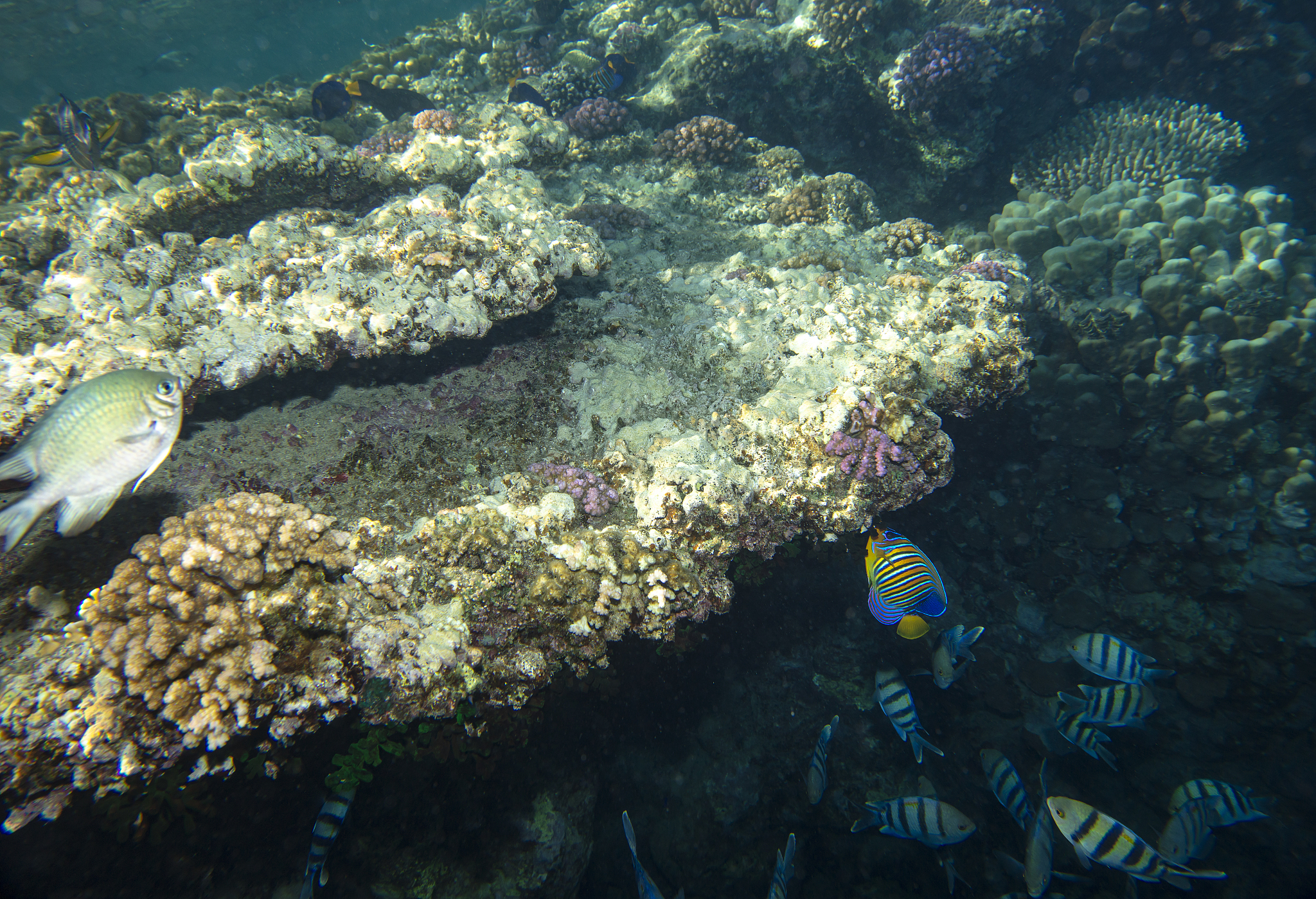 请用中文润色修改下面的文字可以适当扩写使其结构合理逻辑清晰要求使用书面学术用语：海洋固碳机制是当前研究的热点之一。海洋固碳主要依靠溶解泵和生物泵两个过程这些过程对调节大气中CO2的浓度和全球碳循环的系统过程起着非常重要的作用97。大型海藻对全球碳循环具有重要贡献尽管大型海藻的生物量不到陆地植物的1但由于其生长迅速贡献了全球初级生产力的一半98。大型海藻驱动海洋中大气CO2不断溶解利用光合作用将海洋