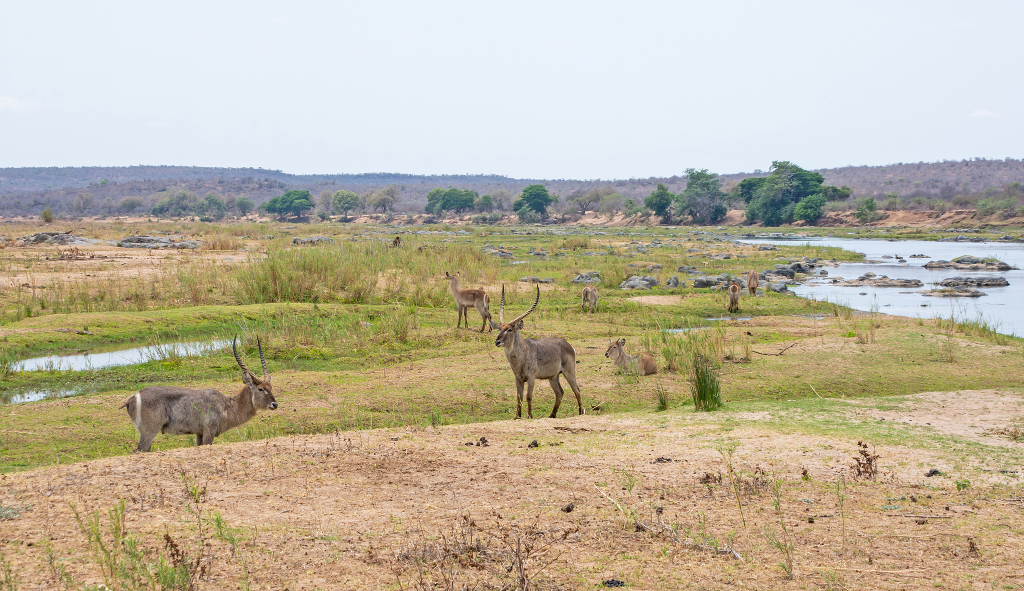 waterbuck antelope