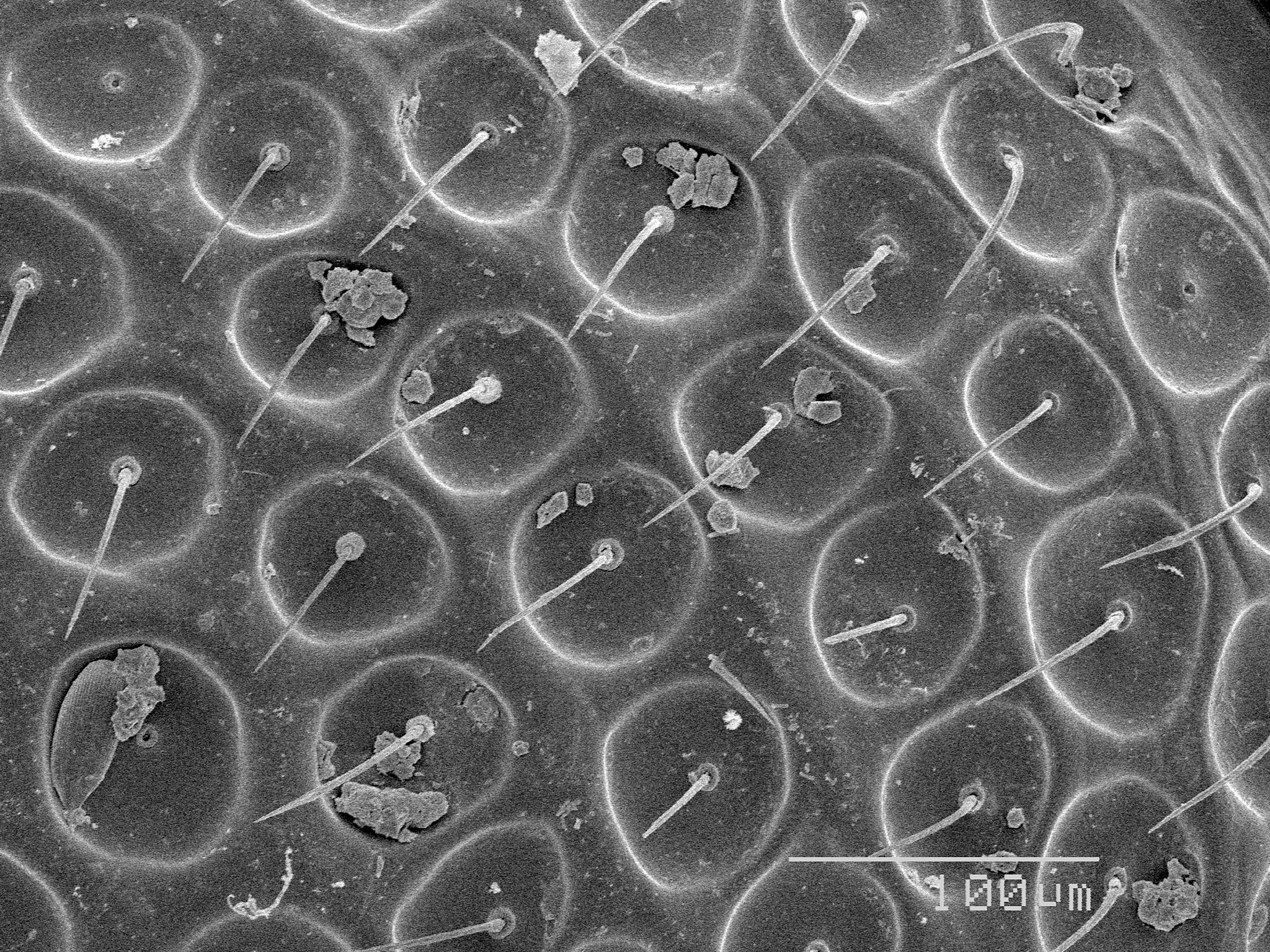 石蜡切片浸渍渗透：原理及步骤解析