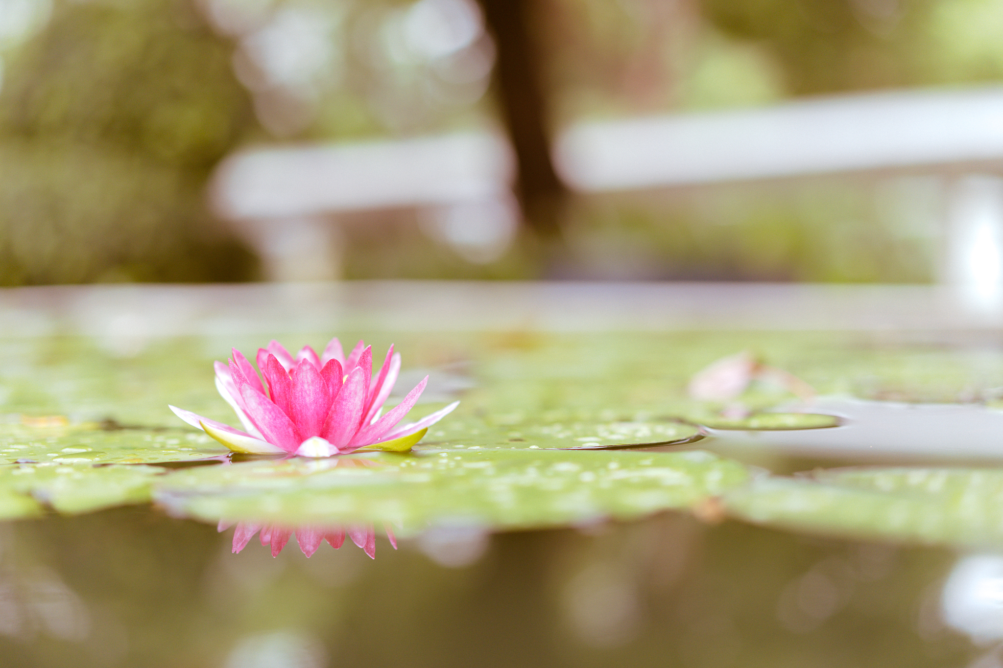 周国平先生说：人是一种讲究实际的植物他忙着给自己浇水施肥结果实但常常忘记了开花。700字自拟题目