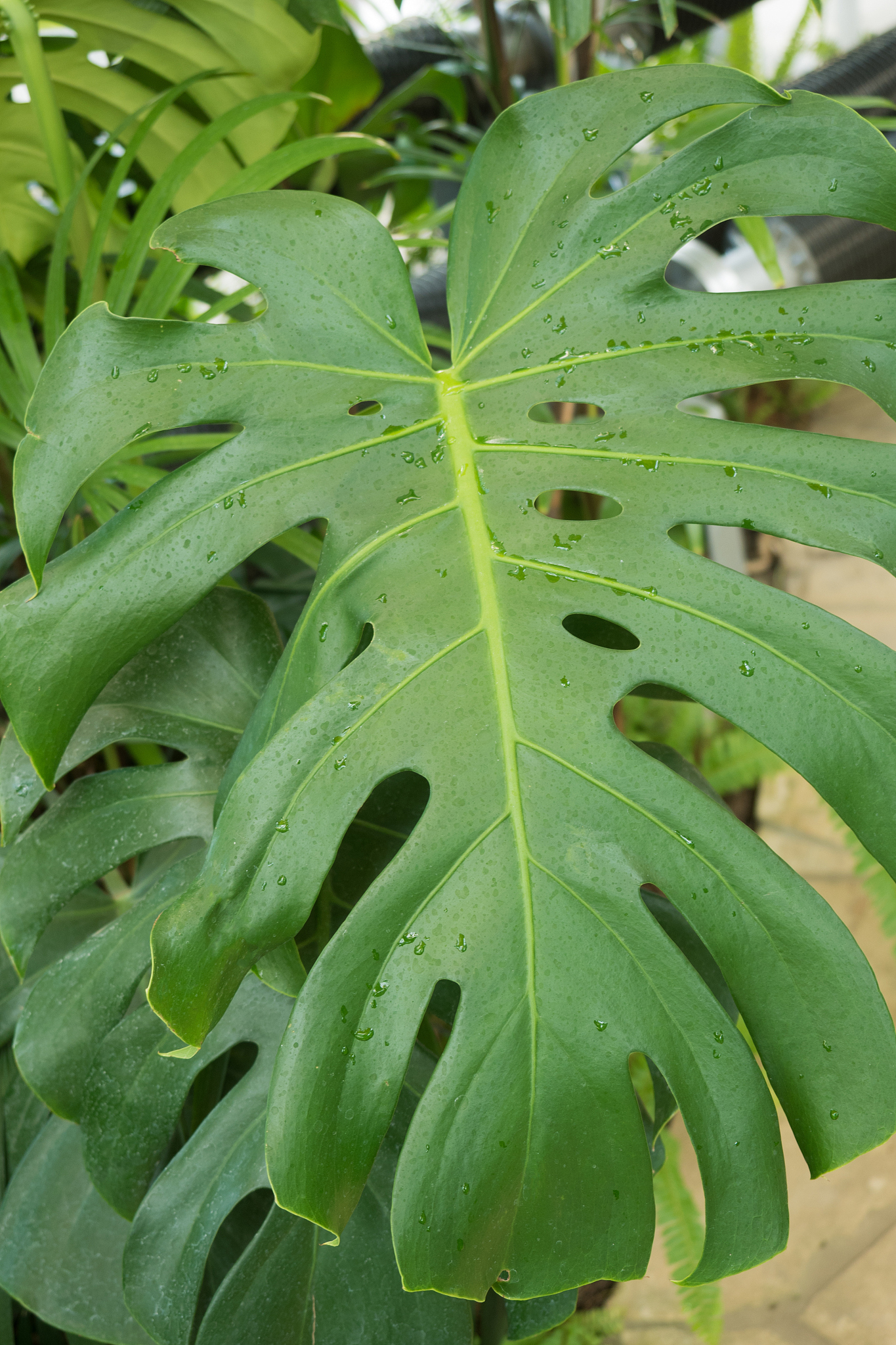 monstera deliciosa