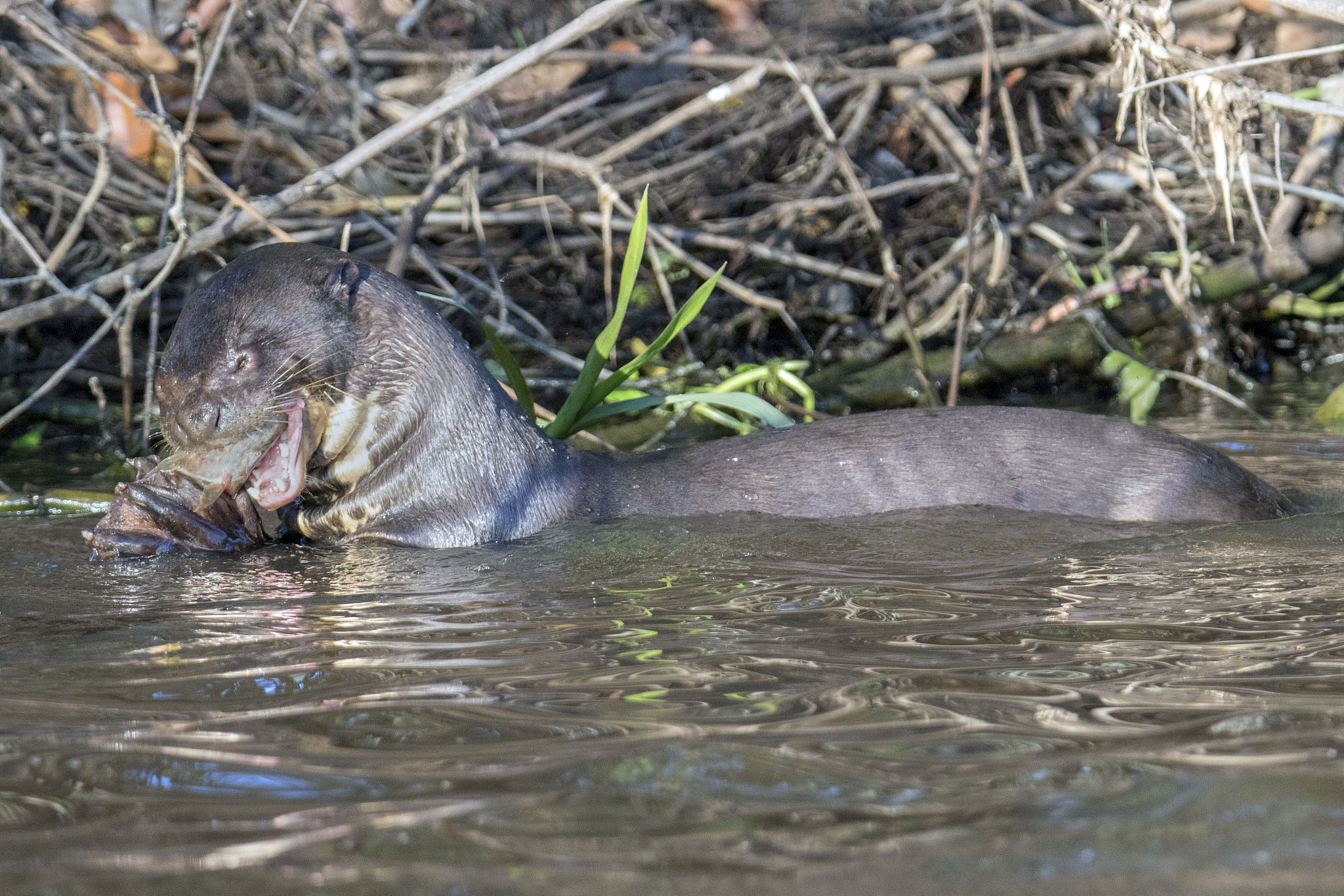 giant river otter eating a fish