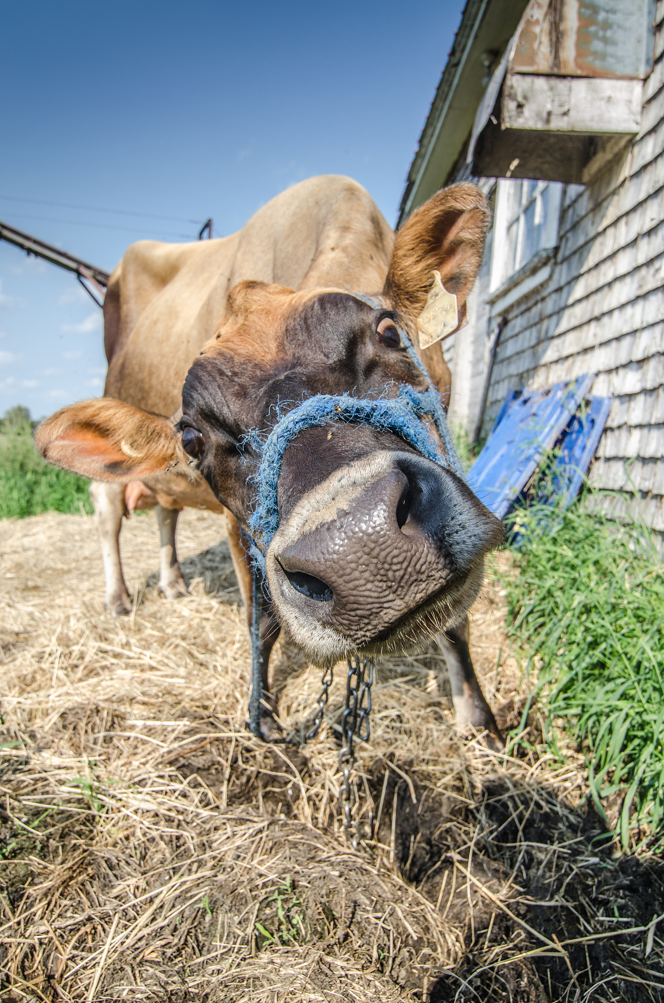 聊城职业技术学院畜牧兽医专业到底行不行设有哪些课程