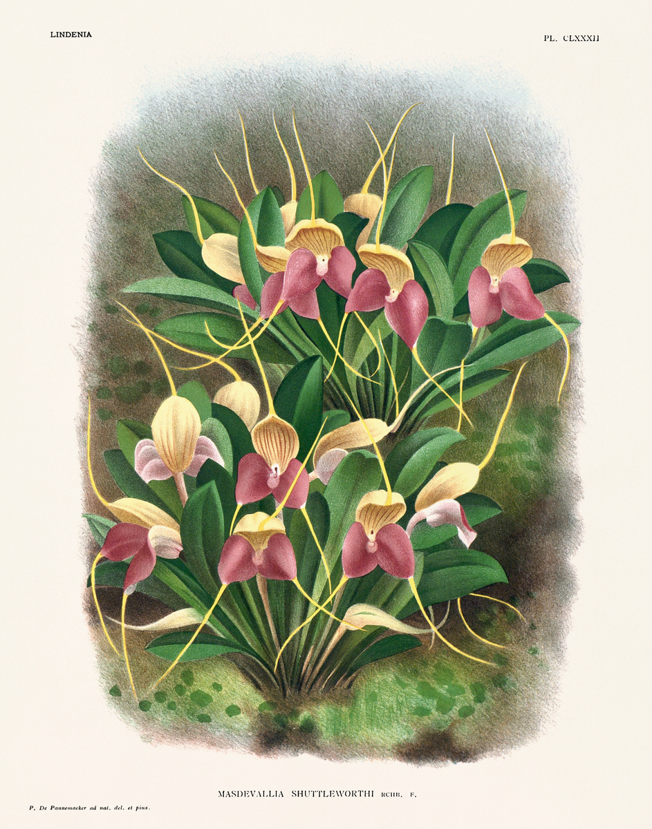 模仿 Robert Kushner 排版风格的植物画