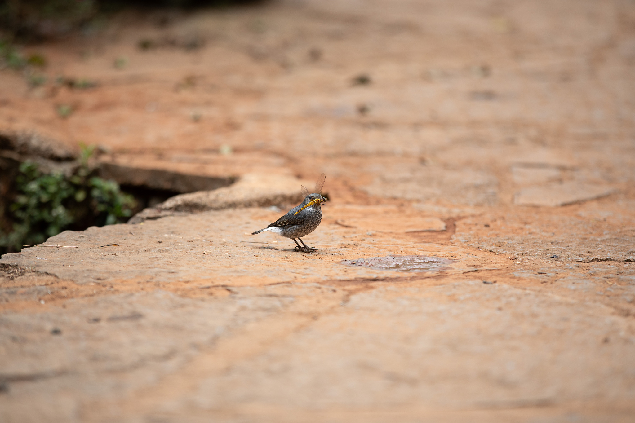 昆明卫生职业学院2019年招生简章 - 培养高素质医学人才