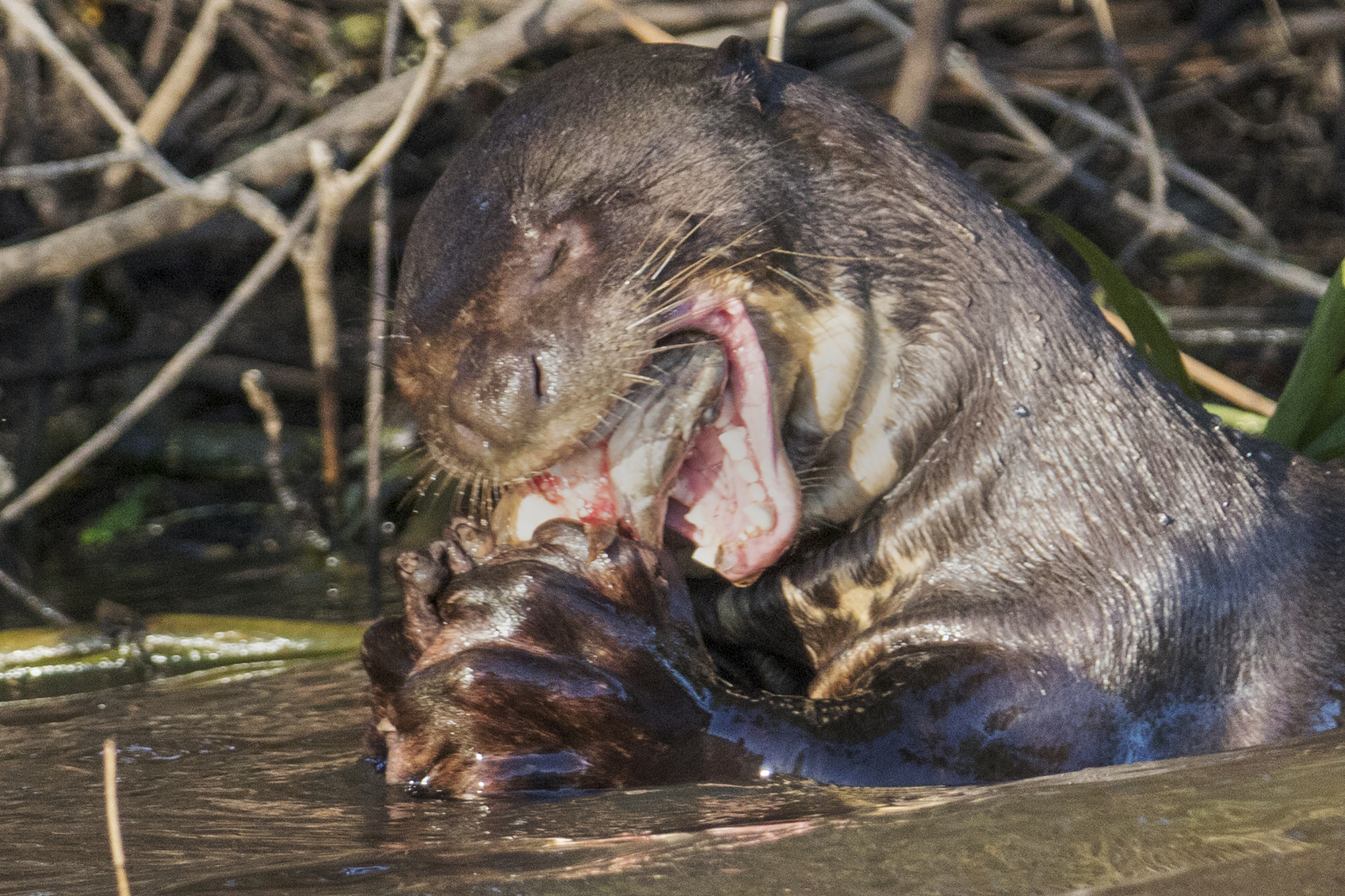 giant otter eating a fish close-up
