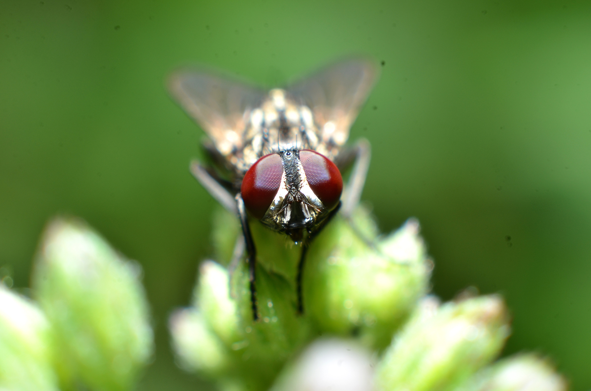 flies are a type of insect that has 2 wings, and has a head that