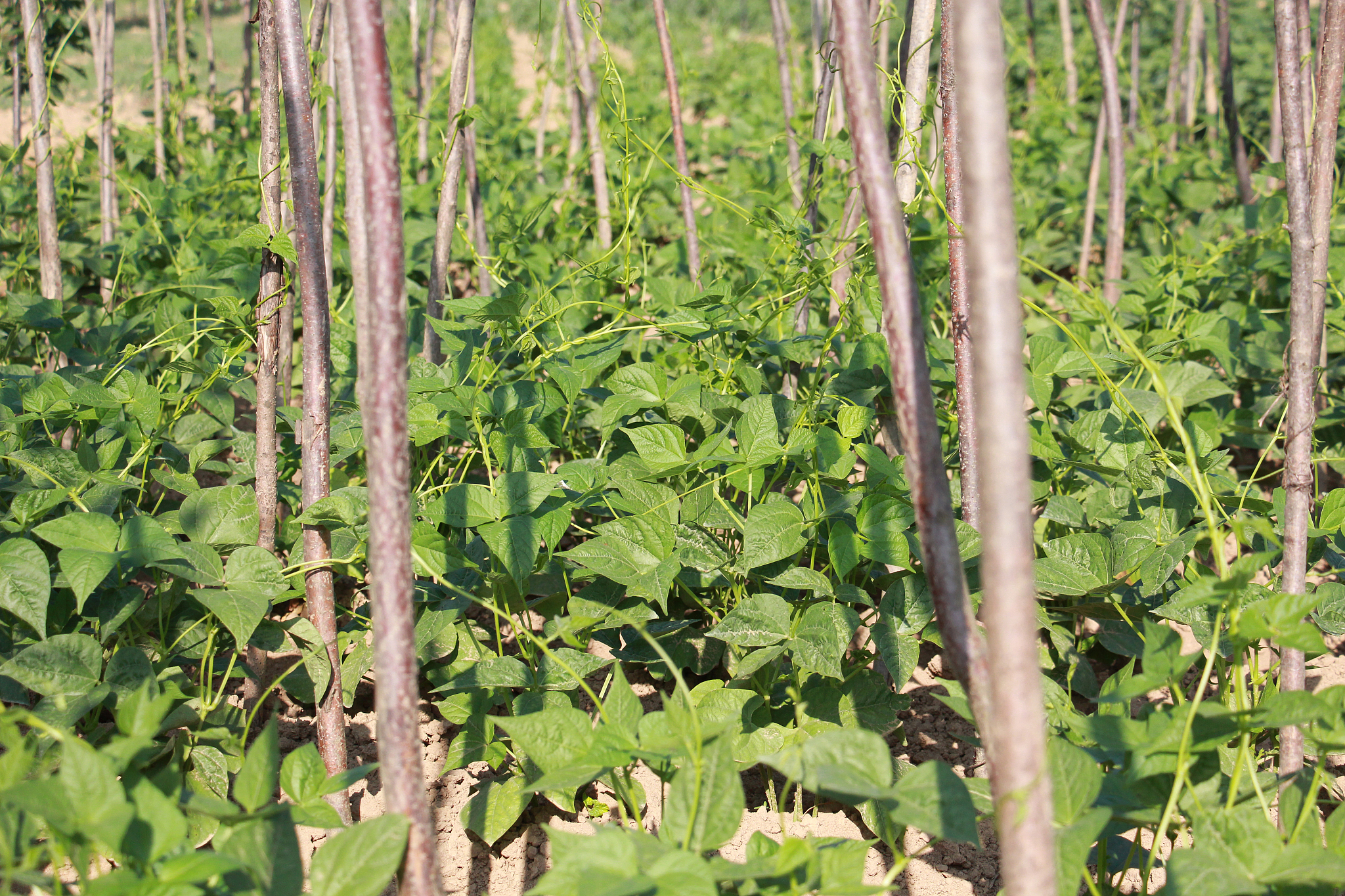 beans in the garden
