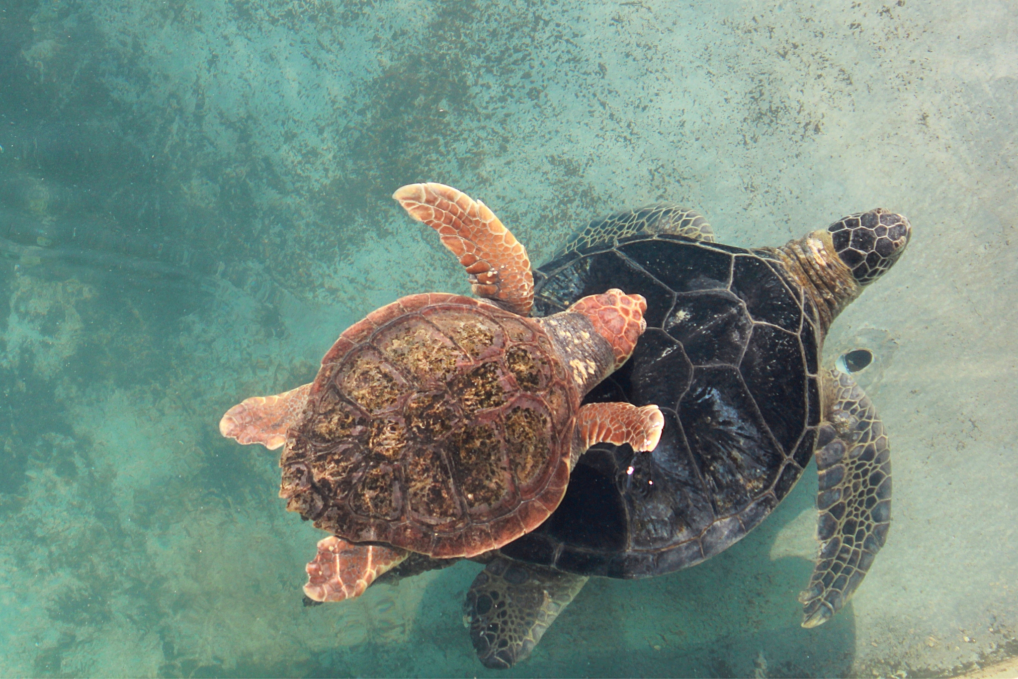 turtles