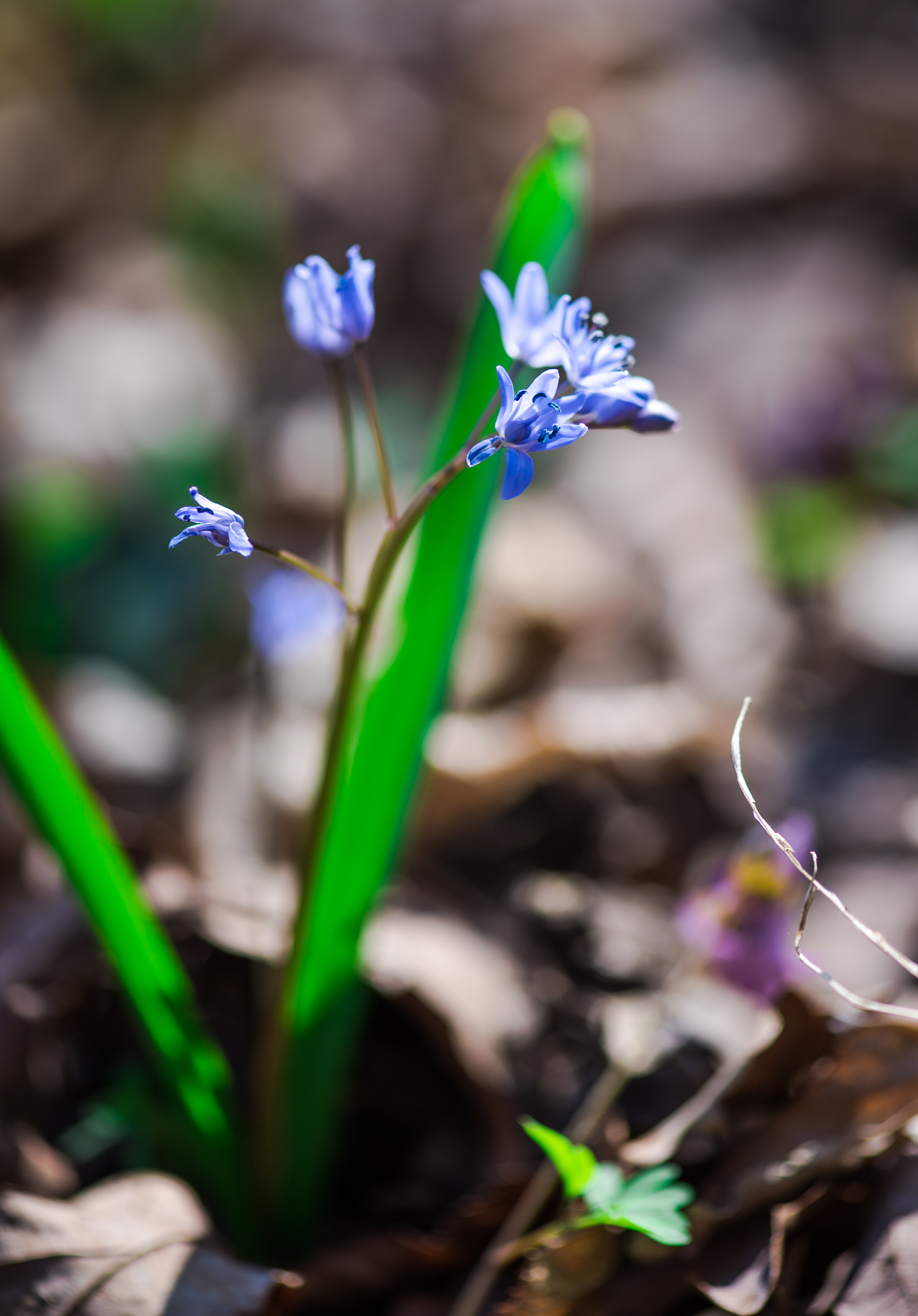 beautiful flowers