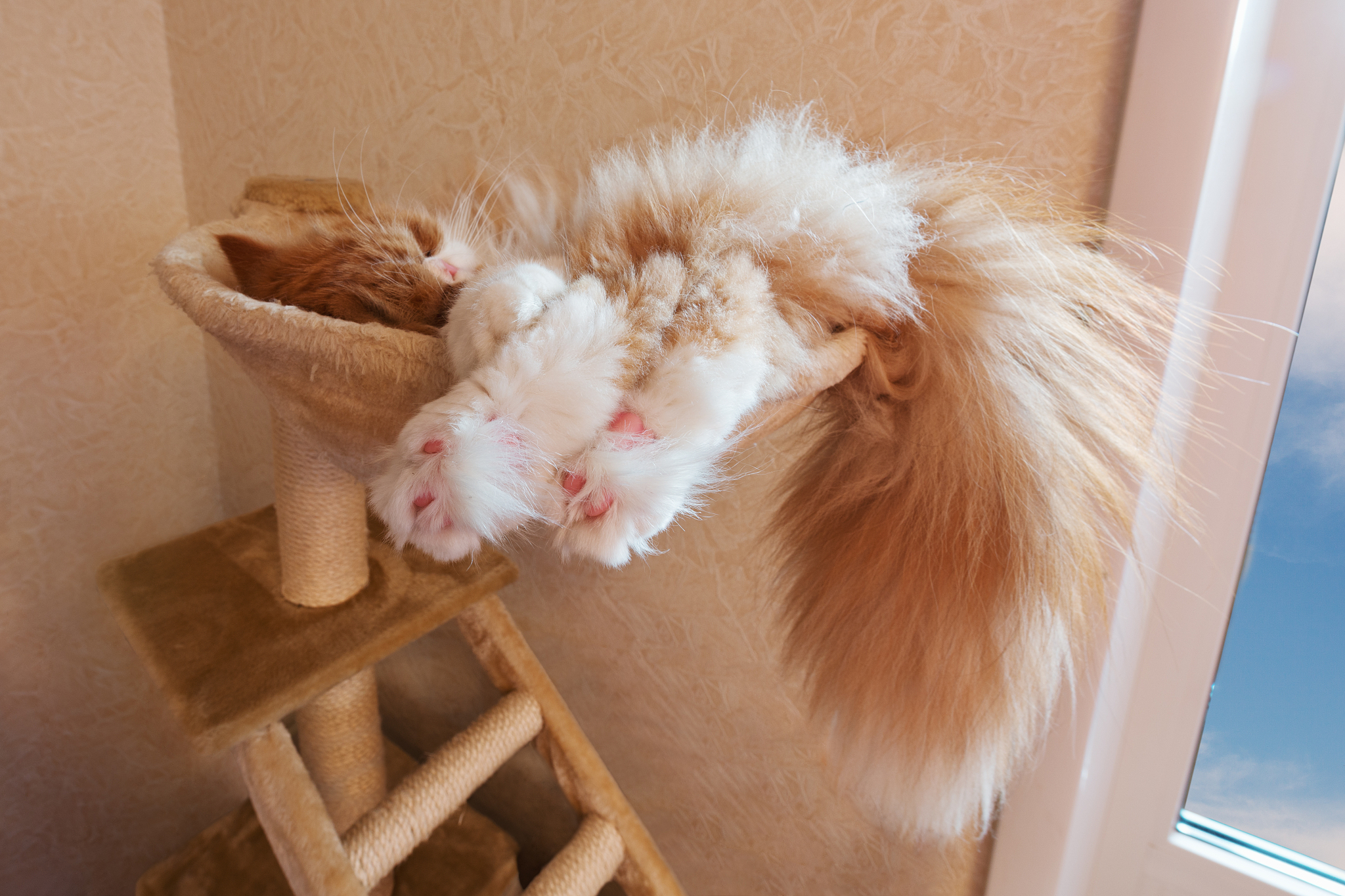 the red cat sleeps in a hammock