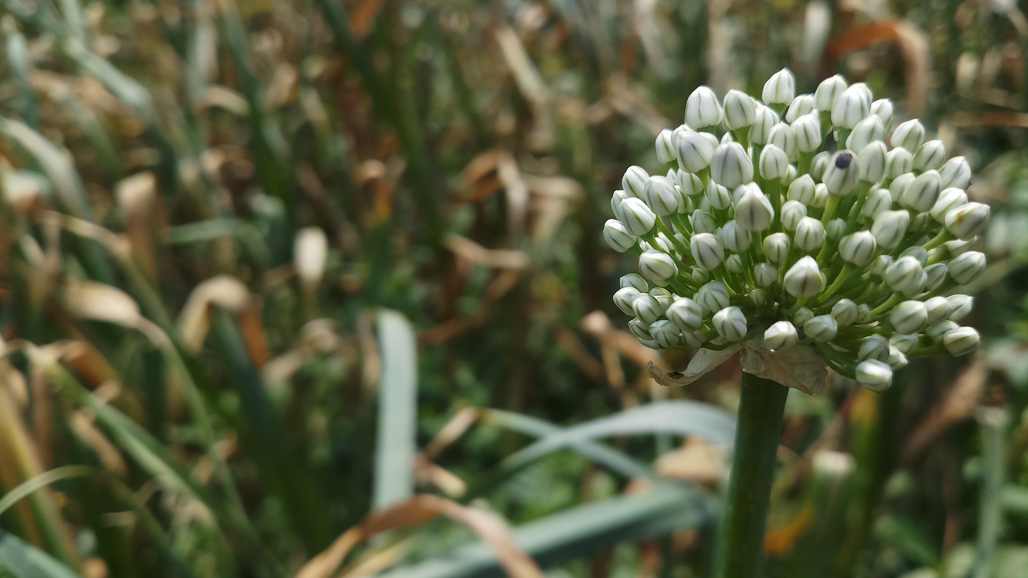 may 4, 2019: onion/spring time/ background