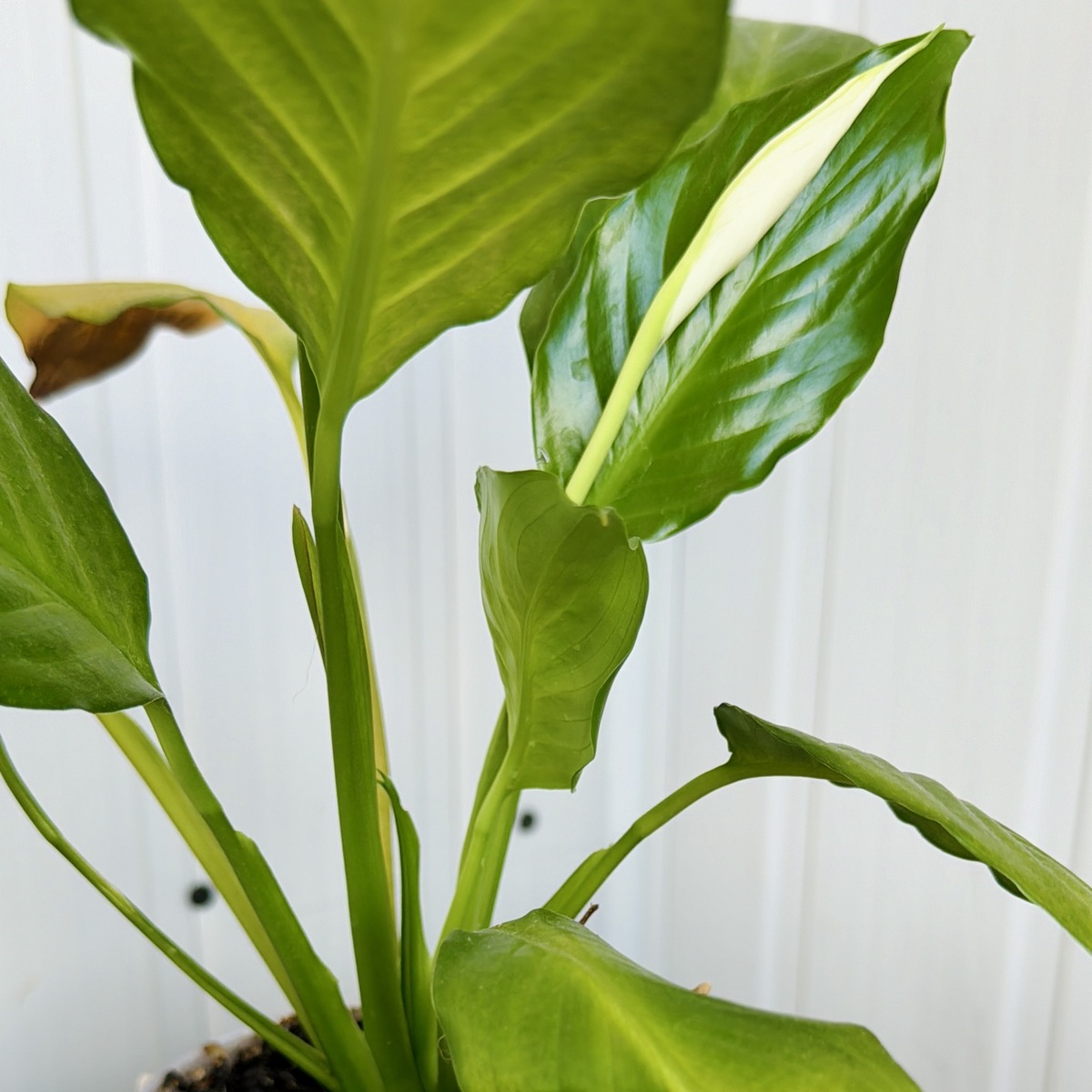 白鹤芋养殖指南：方法、注意事项及常见问题